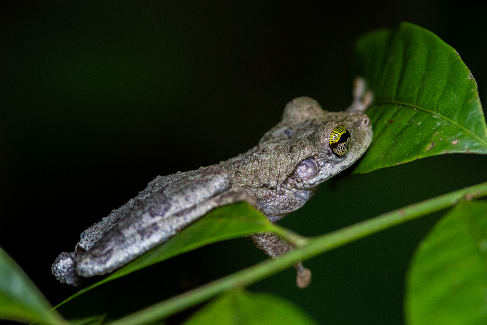 Rainette oophage (Osteocephalus oophagus)