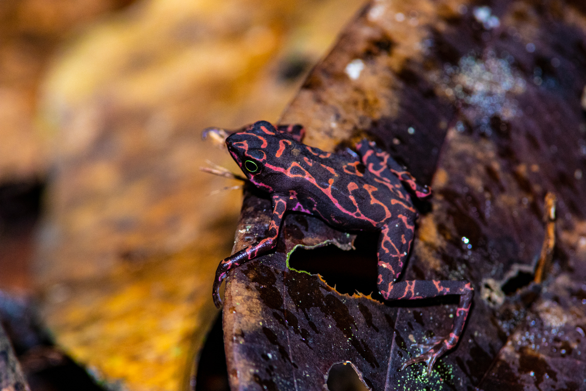 Atélope de Guyane (Atelopus flavescens)
