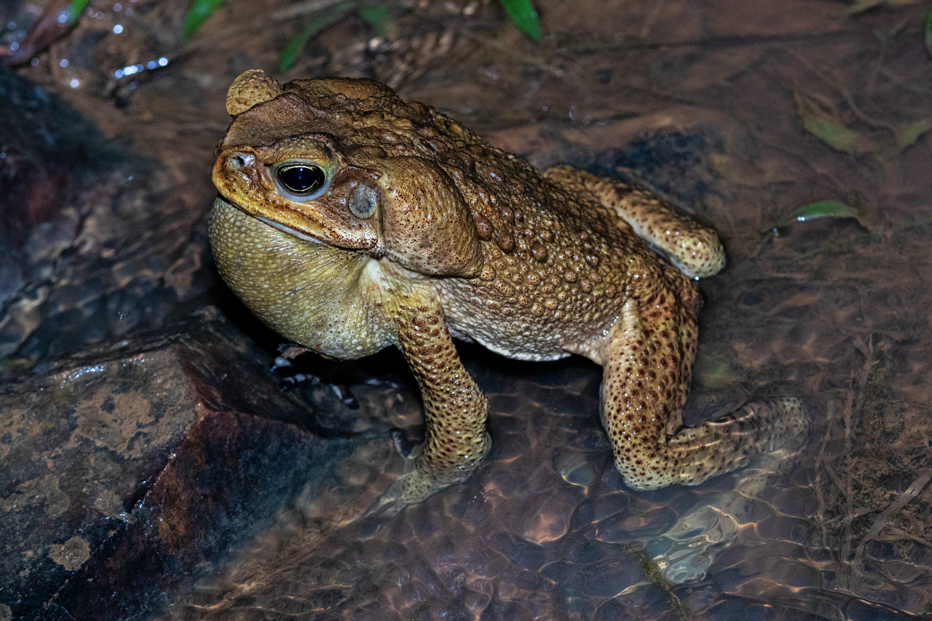 Crapaud buffle (Rhinella marina)