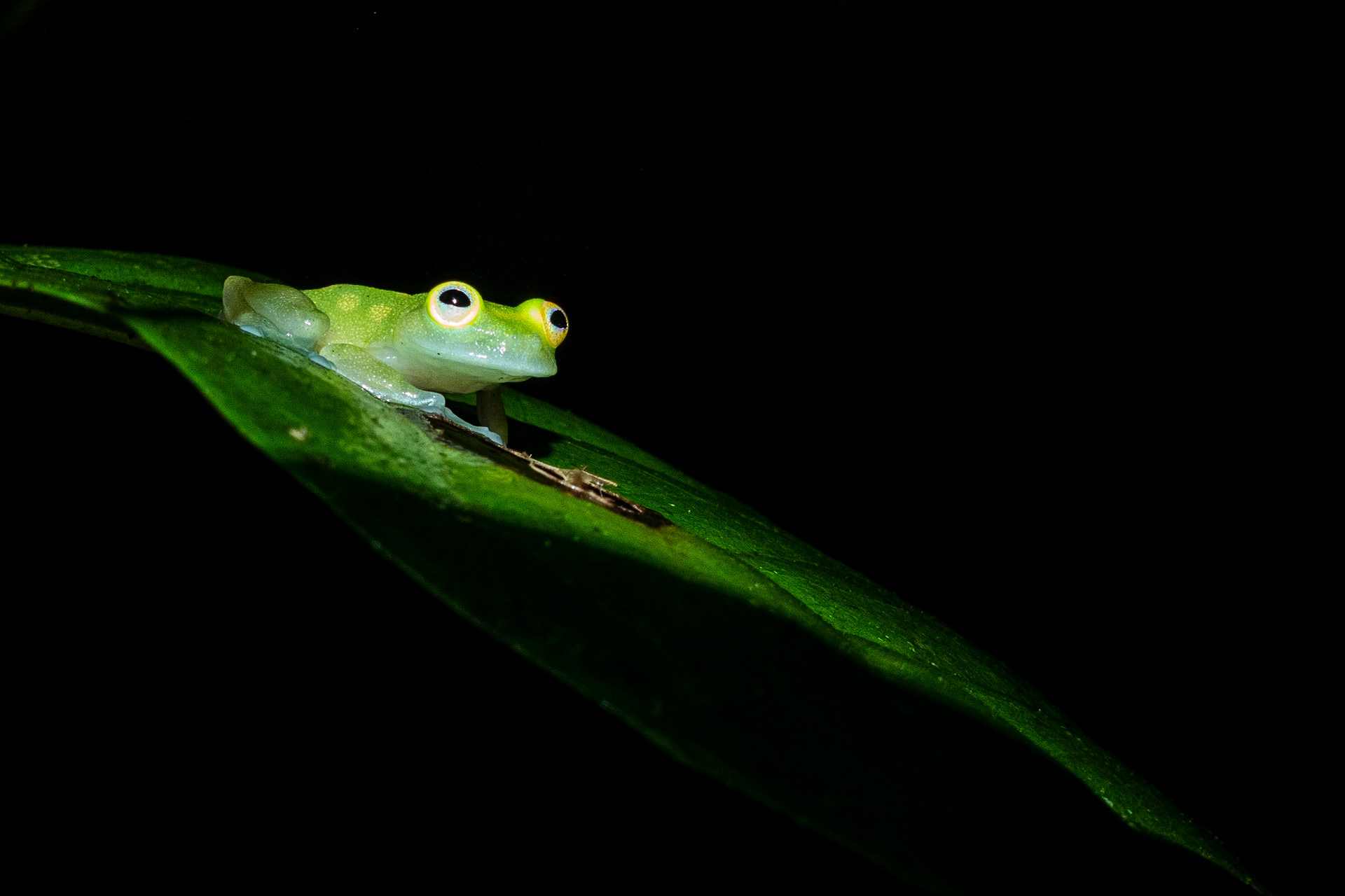 Centrolène Ponctuée (Hyalinobatrachium cappellei)