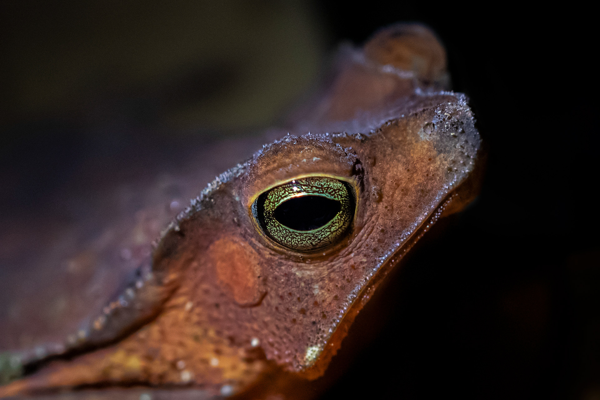 Crapaud perlé (Rhinella margaritifera)