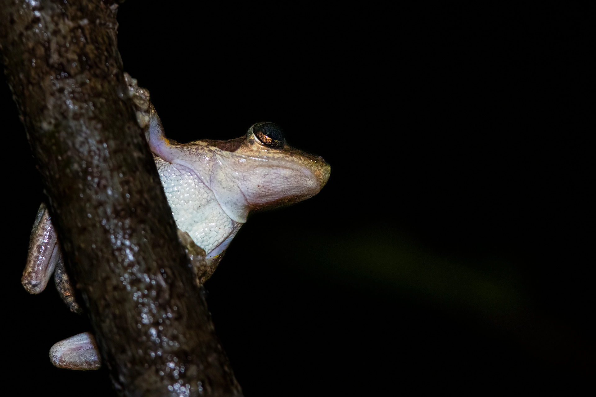 Scinax sp.
