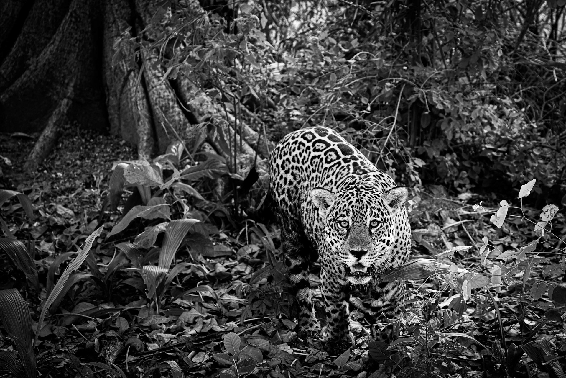 PANTANAL - BRAZIL - 2021