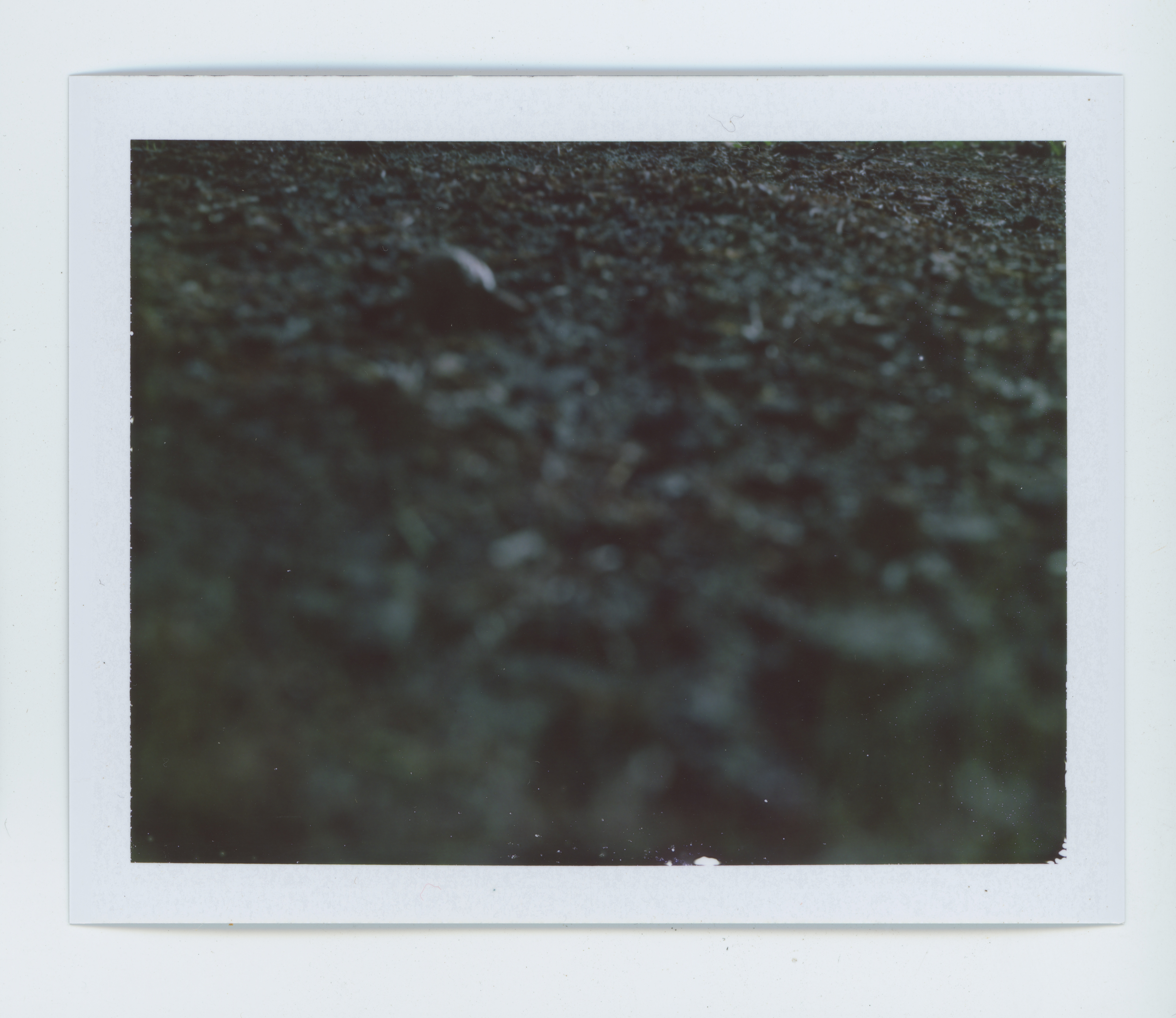 snail