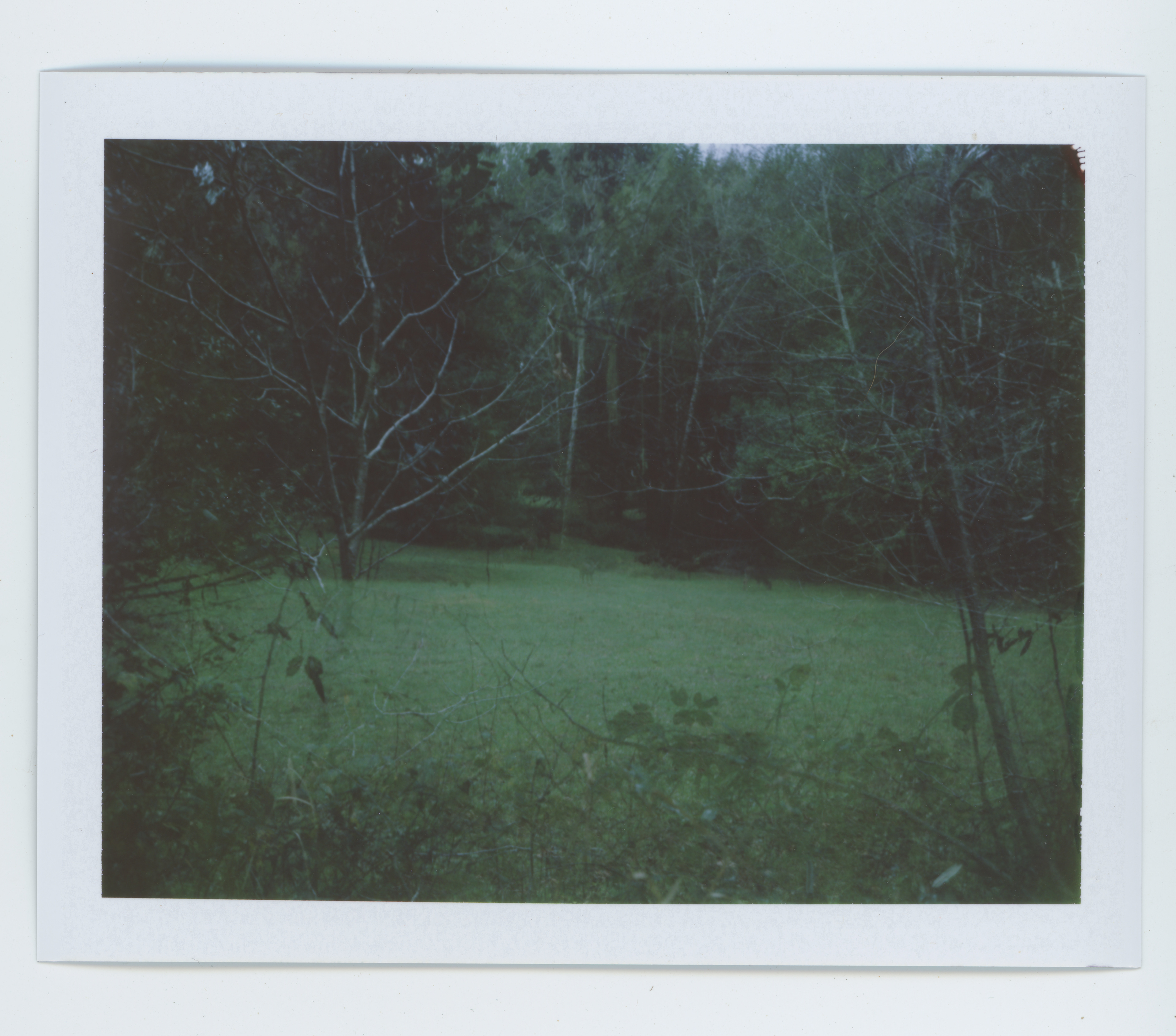 deer