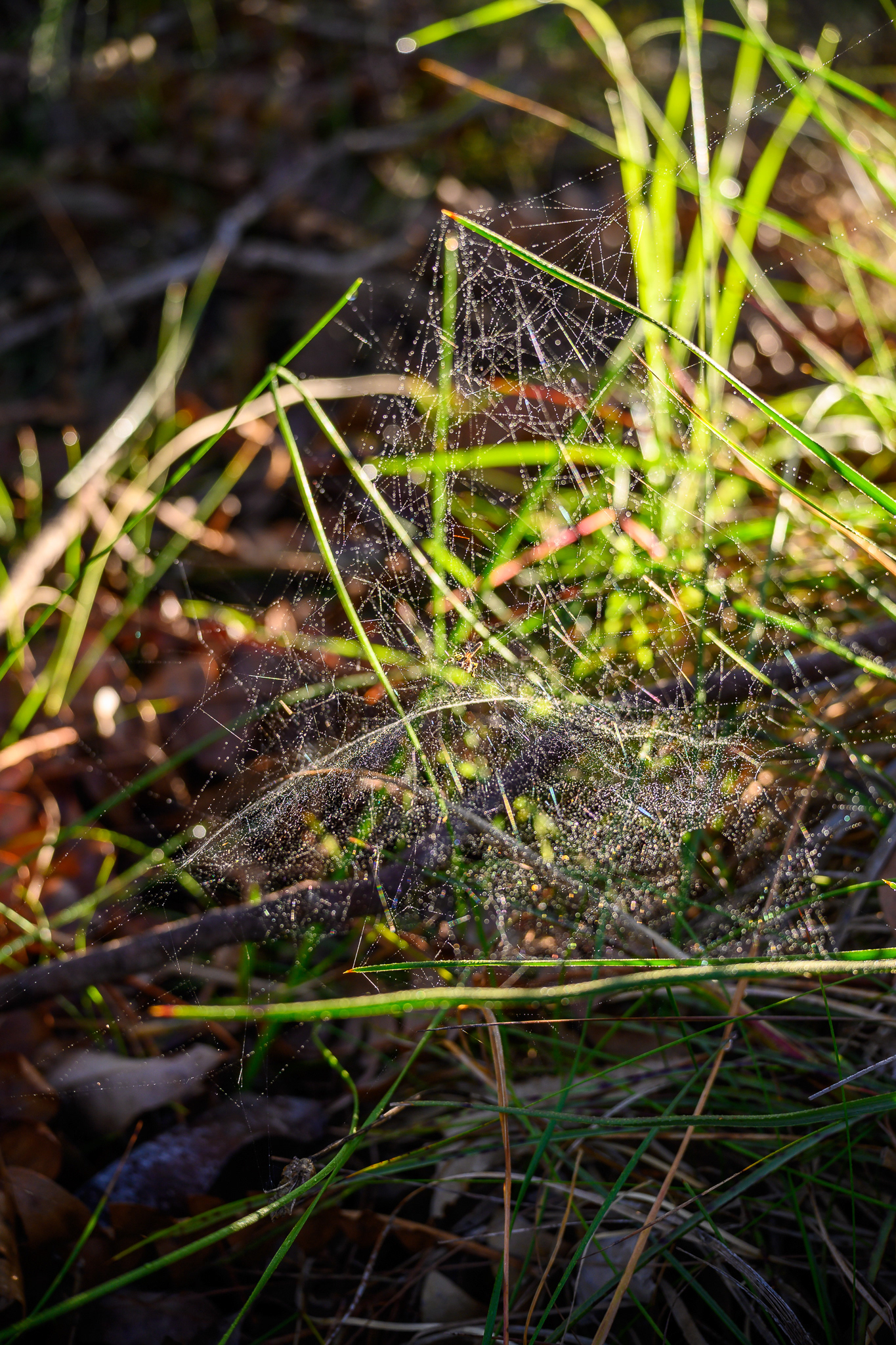 Nikon Z30, TT 27 - 1/80, f/4.0