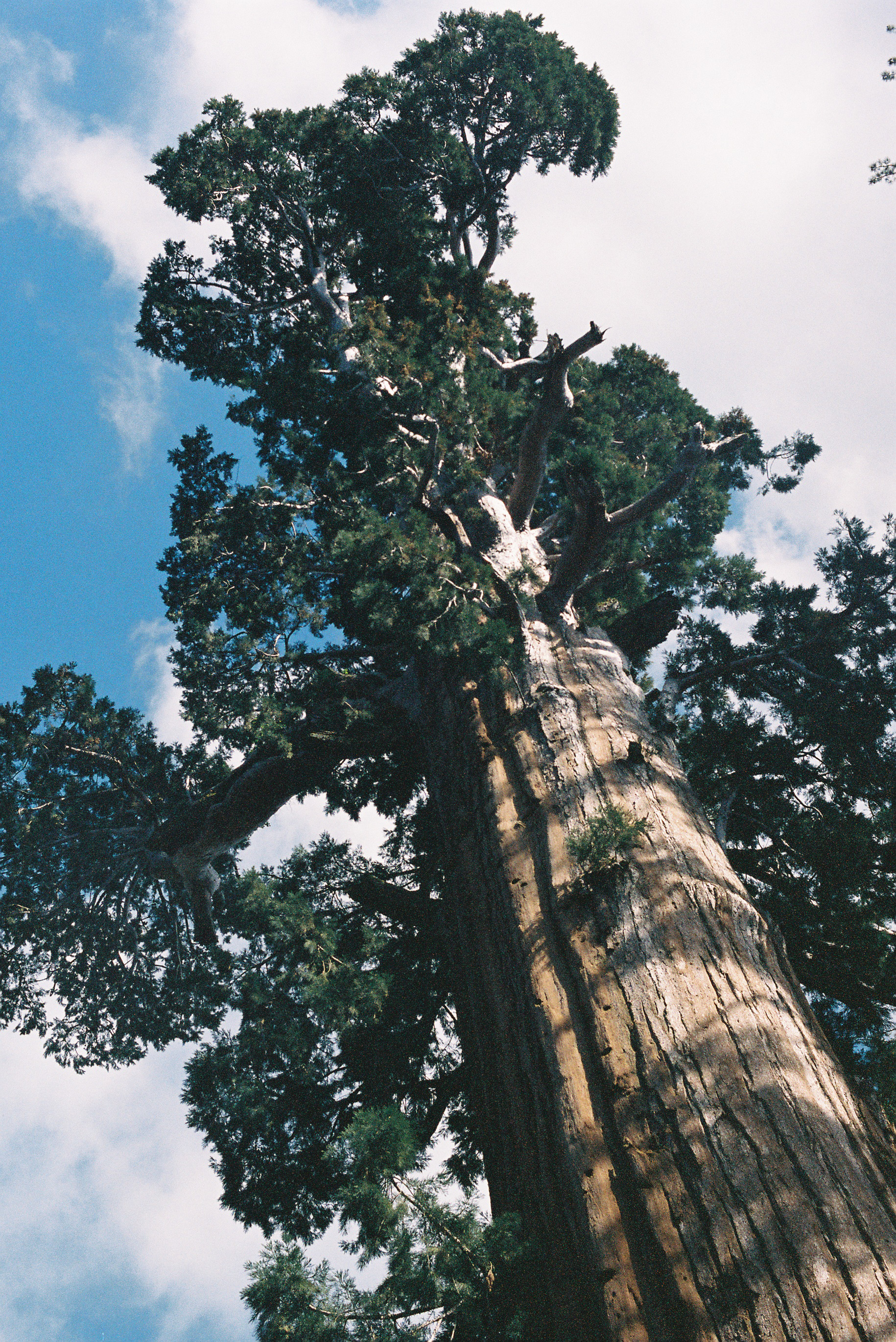 Sequoia/Kings Canyon National Parks | PORTRA 400