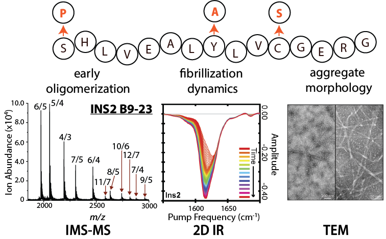 Aggregation of Insulin B(9-23) Variants Probed by IMS-MS and 2D IR
