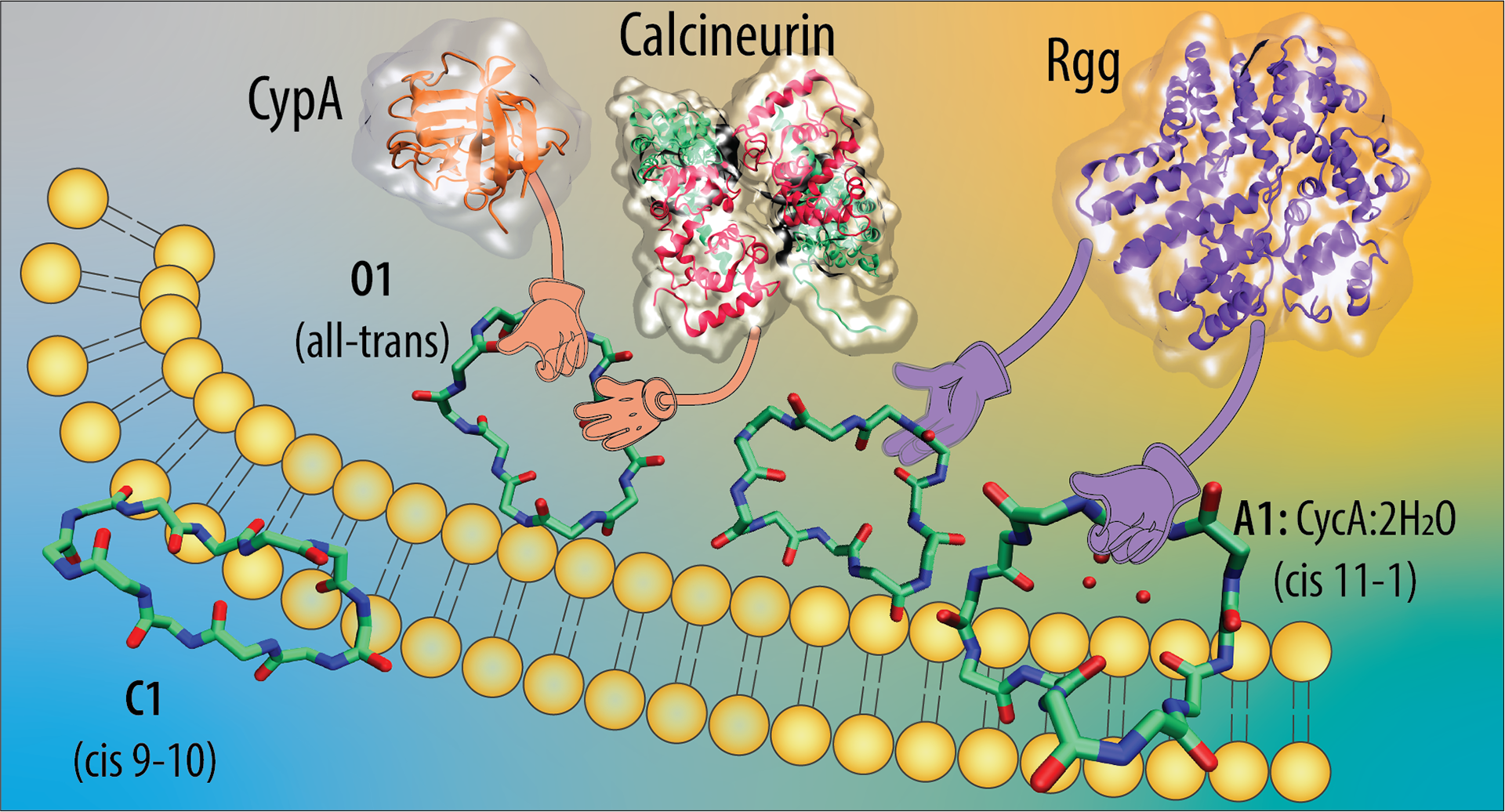 Conformational Isomerism of Cyclosporine A