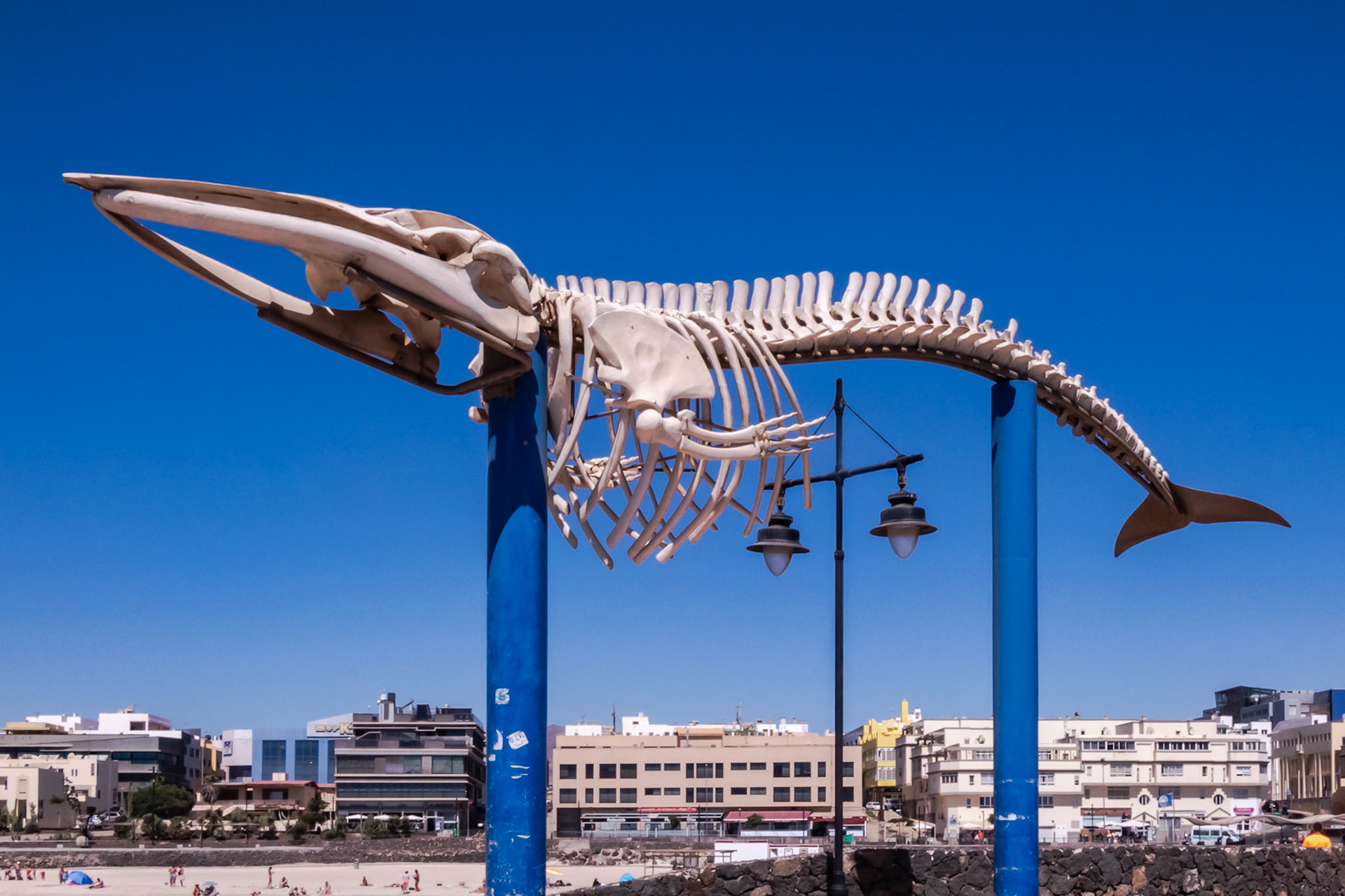 Whale Skeleton in Puerto del Rosario