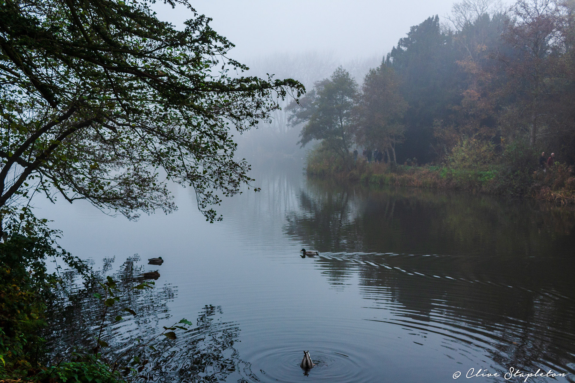 Allestree Part, Derby November 08 2020:A view of Ducks on the Lake at Allestree Park, Derby on a Misty November 2020