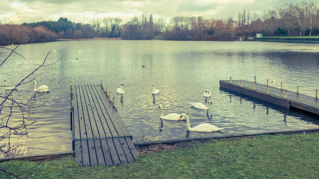 Swans at Tongwell Lake , Milton Keynes