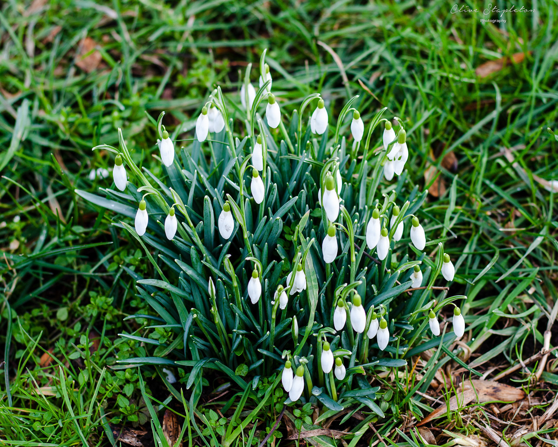 Snowdrops growing  and still to blossom in Sunnyhill Derby