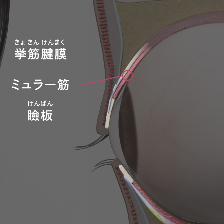Anatomy of an eyelid 3DCGI