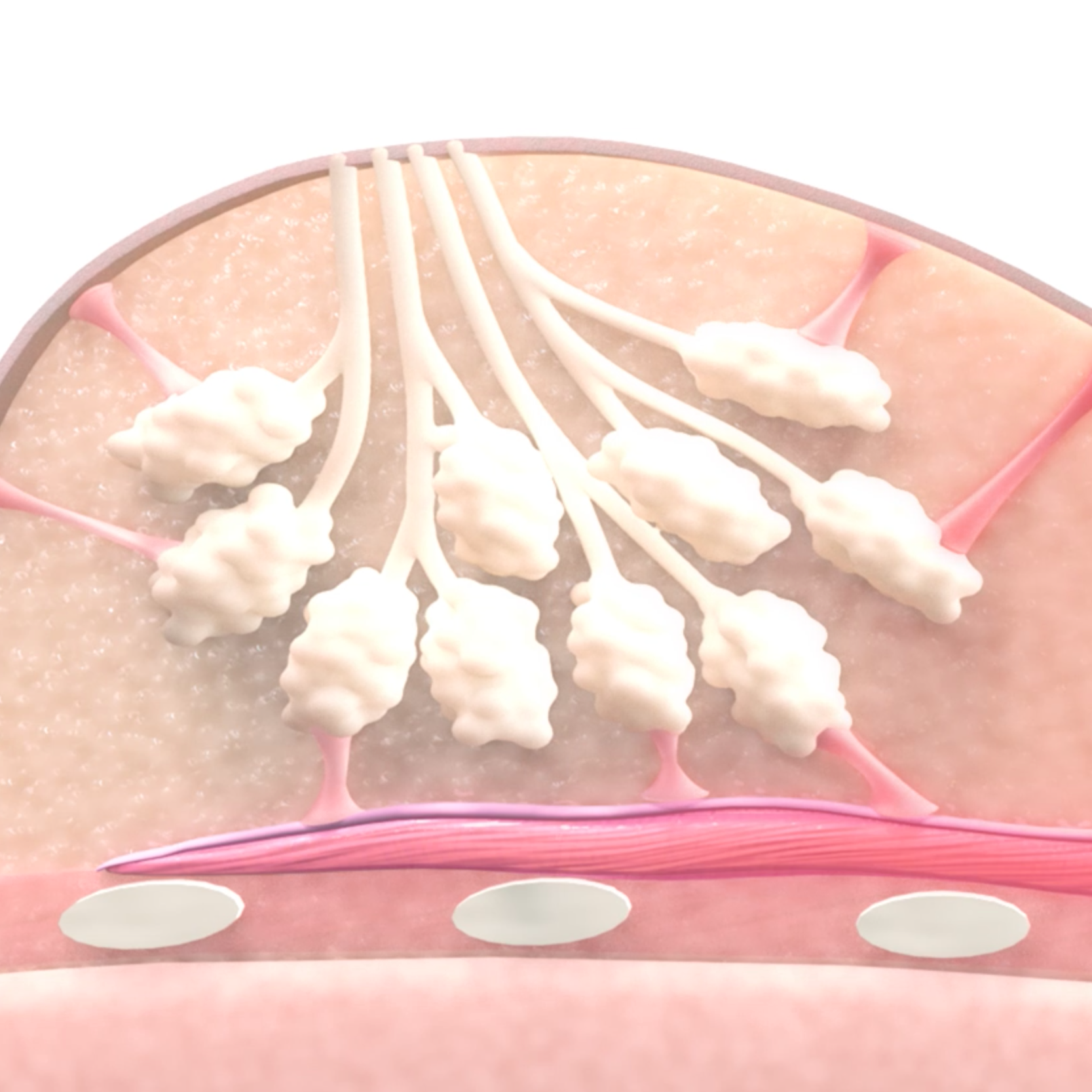 structure of the breast