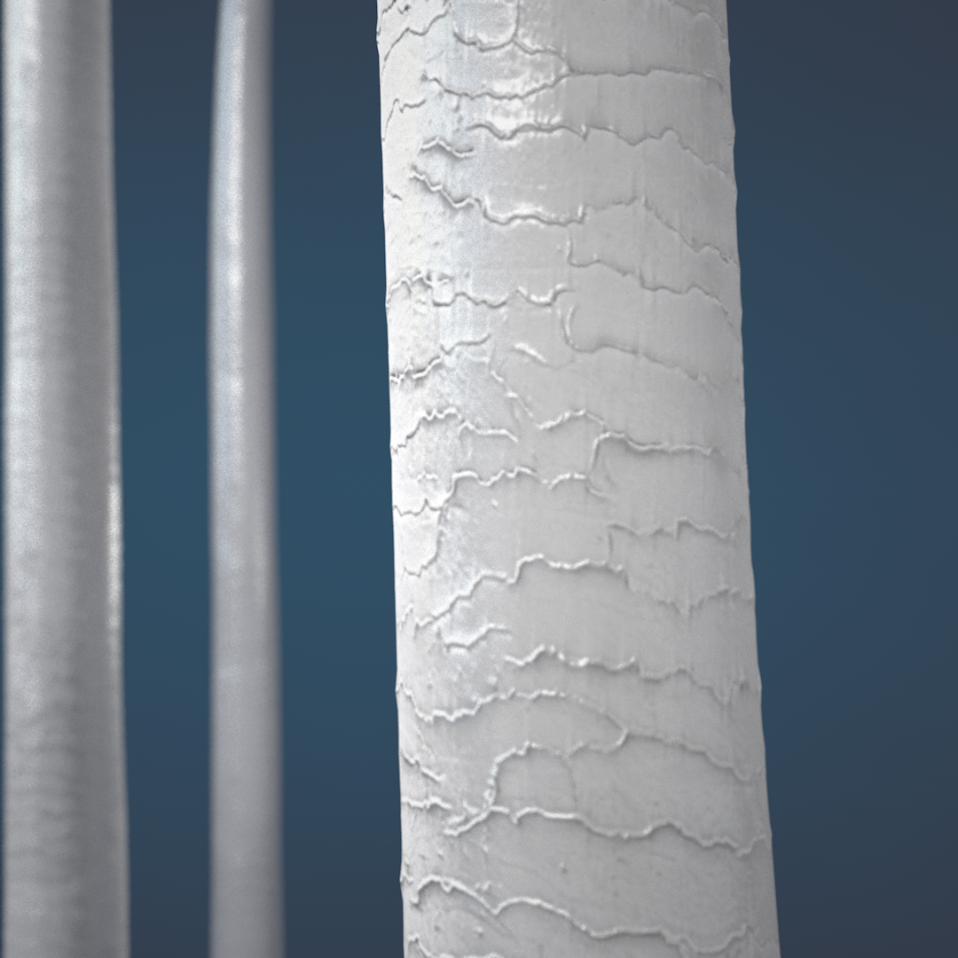3DCGI, gray hair growing