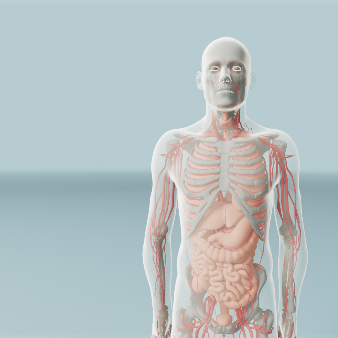 Transparent human body, blood vessels, internal organs and skeleton.