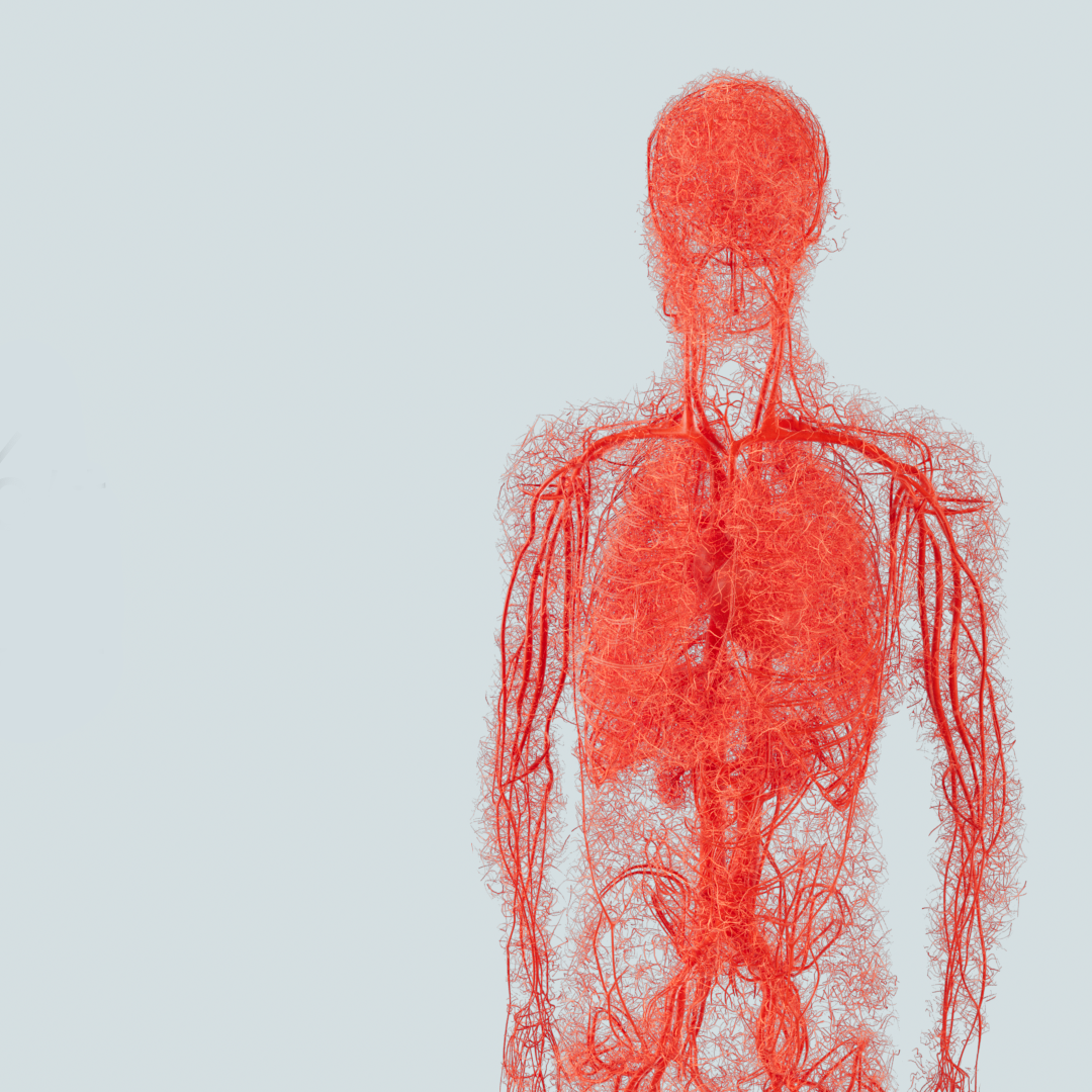 Image of capillaries distributed throughout the body
