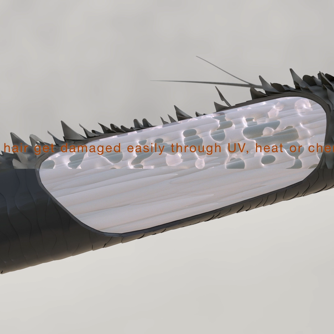 3DCGI image of various types of damage to the inside of the hair