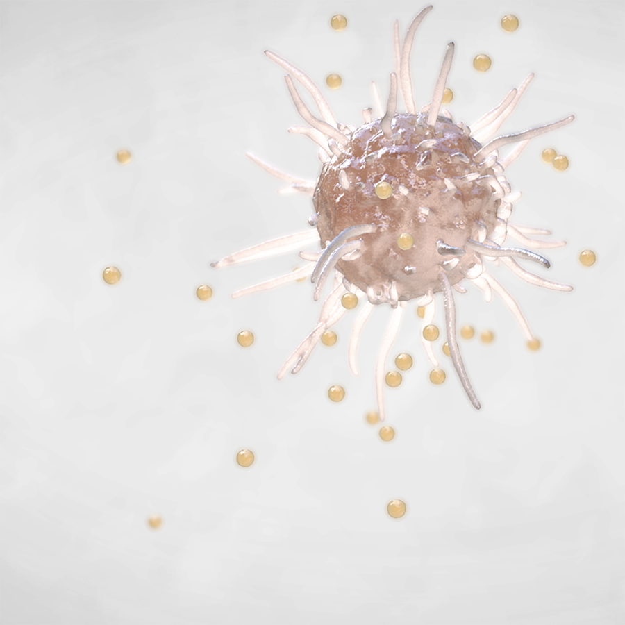 Leukocytes release IL6