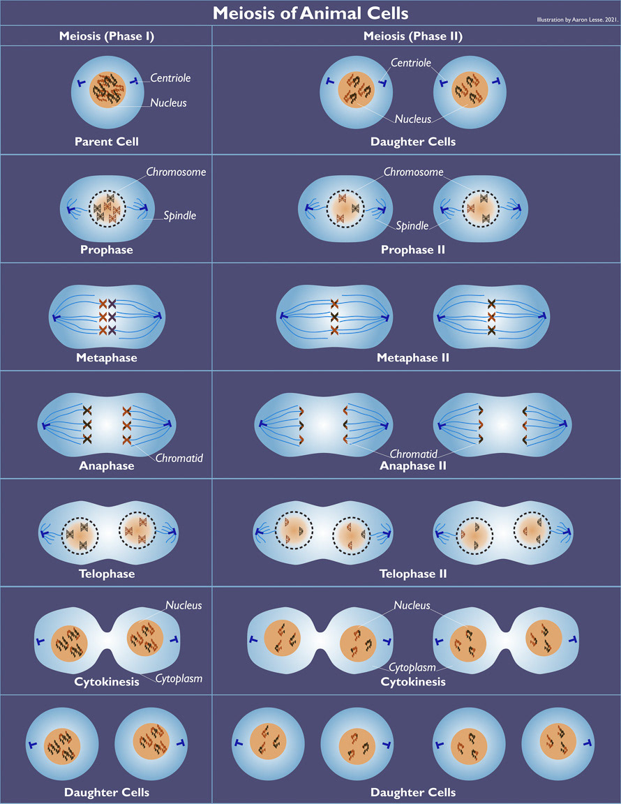 meiosis of animal cells infographic