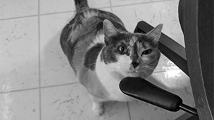Paddles, smiling happy cat