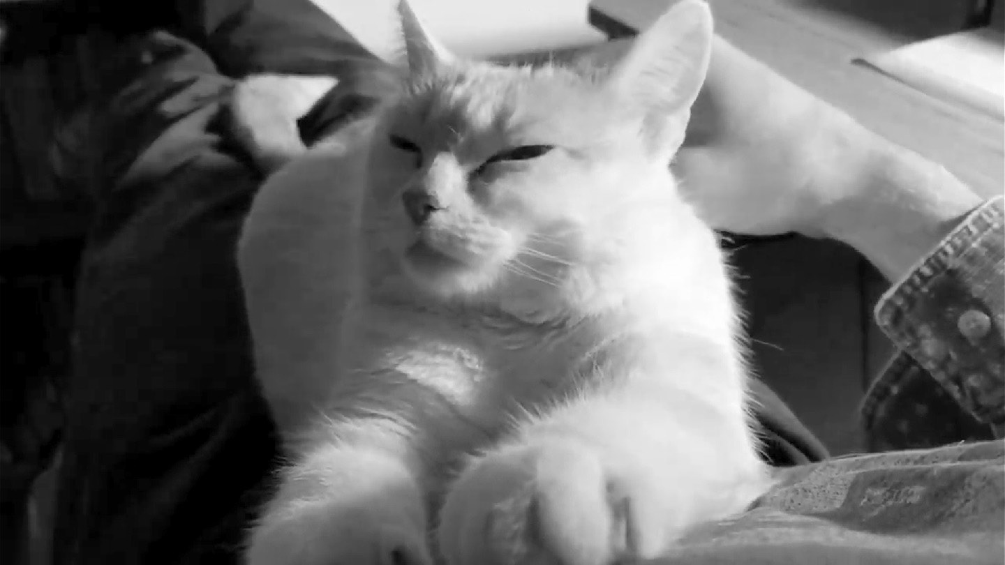 Luna, smiling happy cat