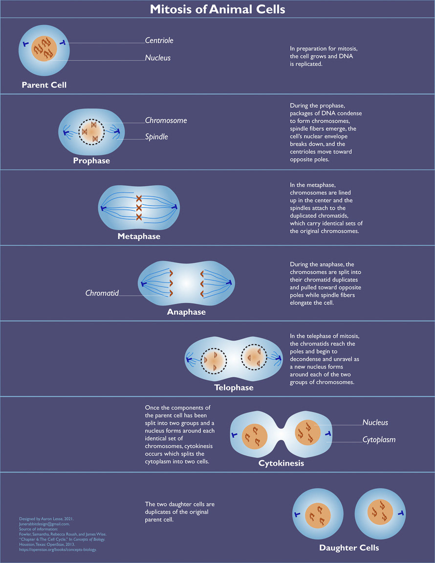 mitosis of animal cells infographic