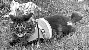 Ewan, smiling happy cat