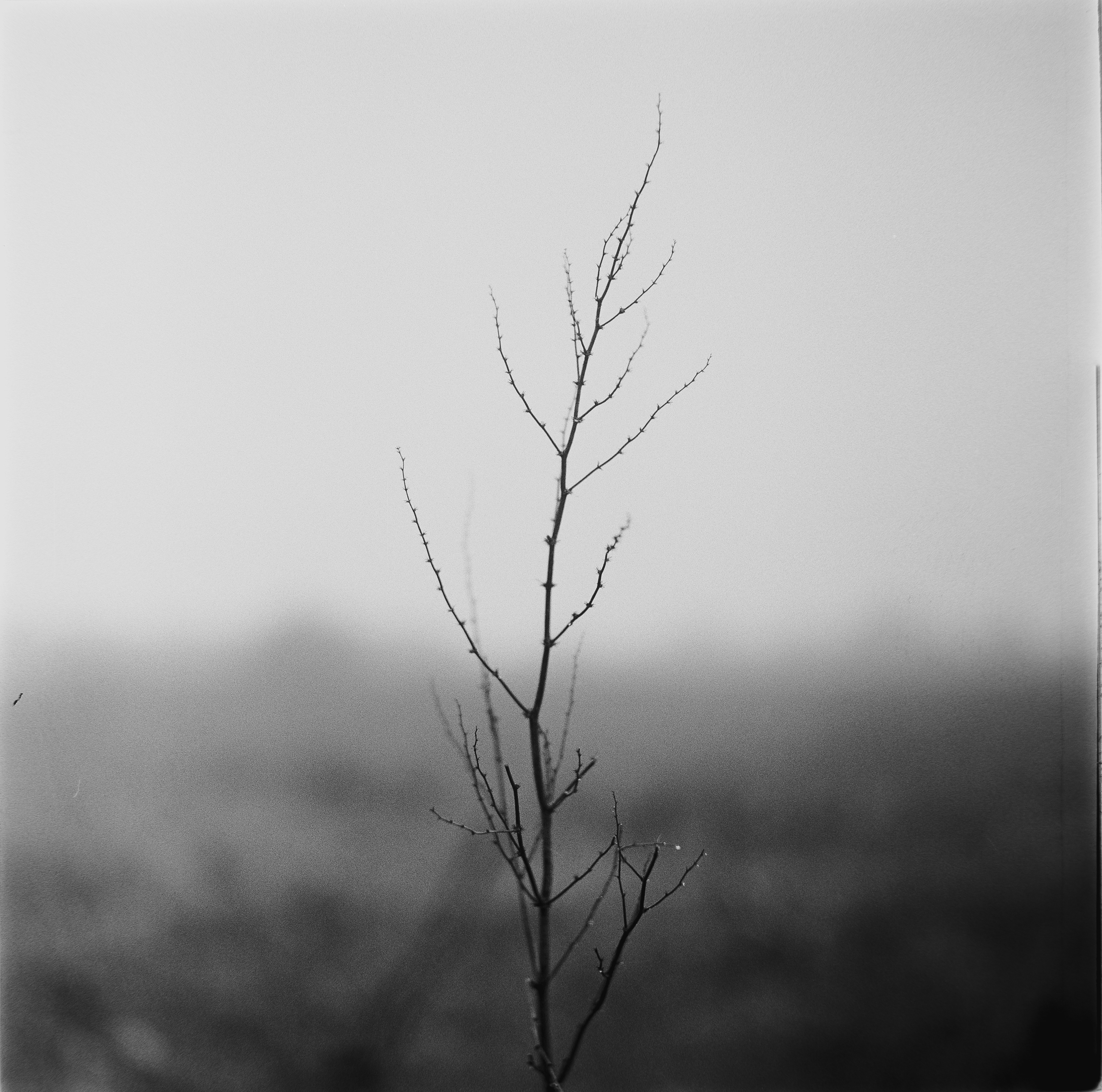 Ilford HP5+ @1600 120