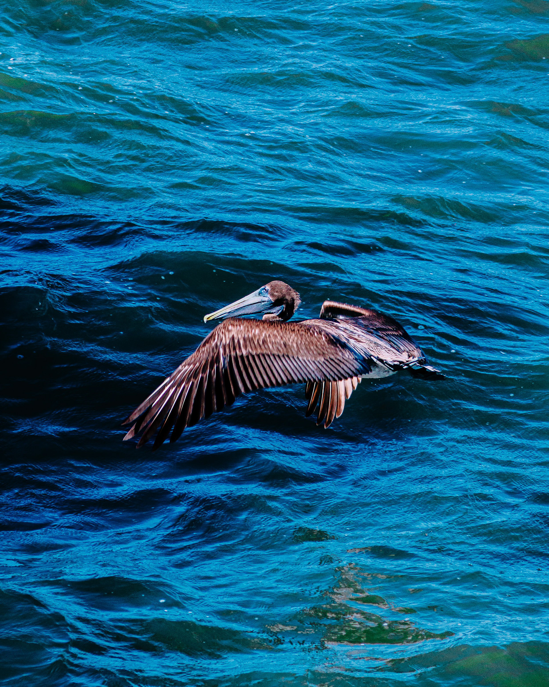 October 2025 - A brown pellican flying over the Gulf of Mexico in Cedar Key, Florida.