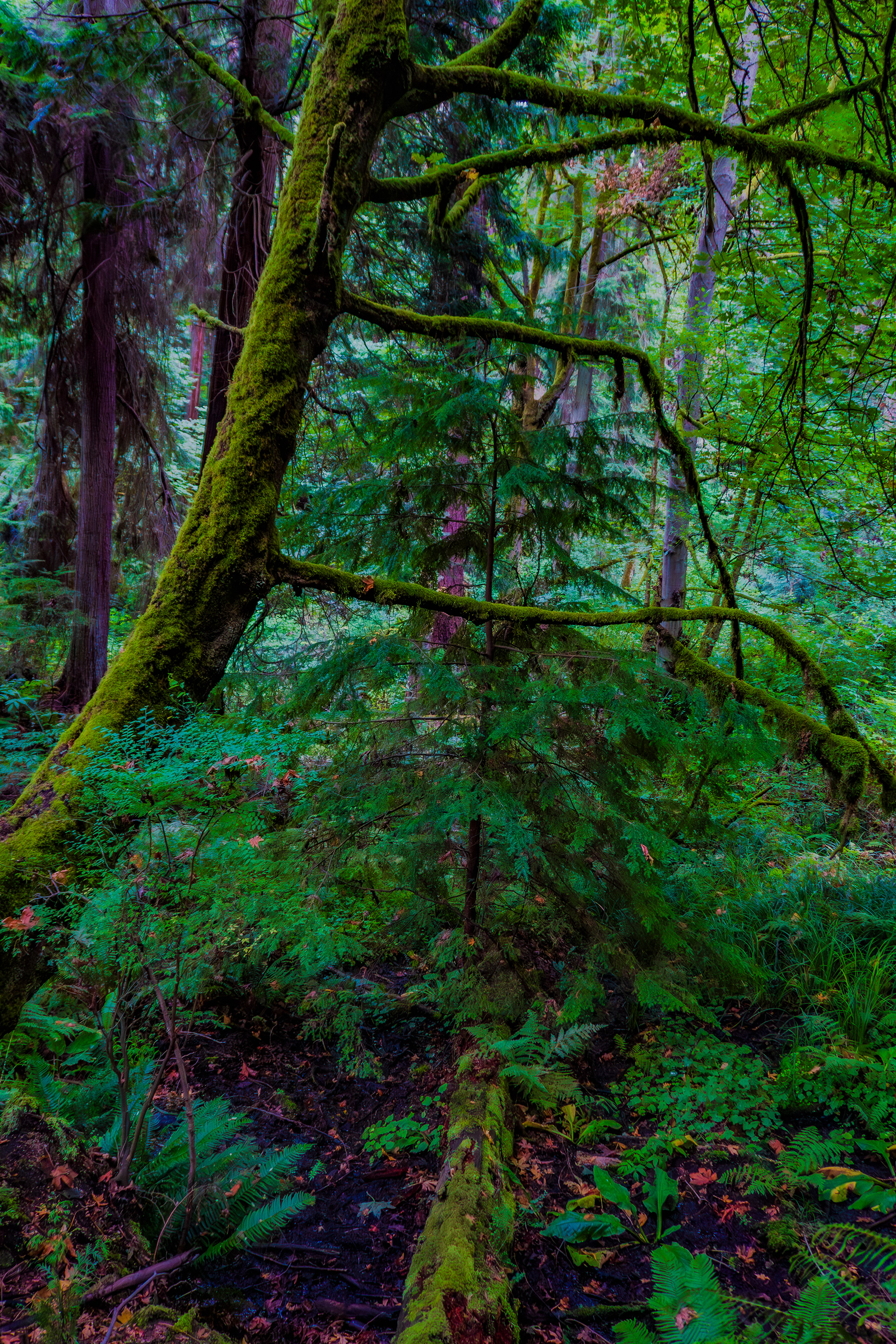 August 2026 - Schmitz Preserve Park in West Seattle, Washington.