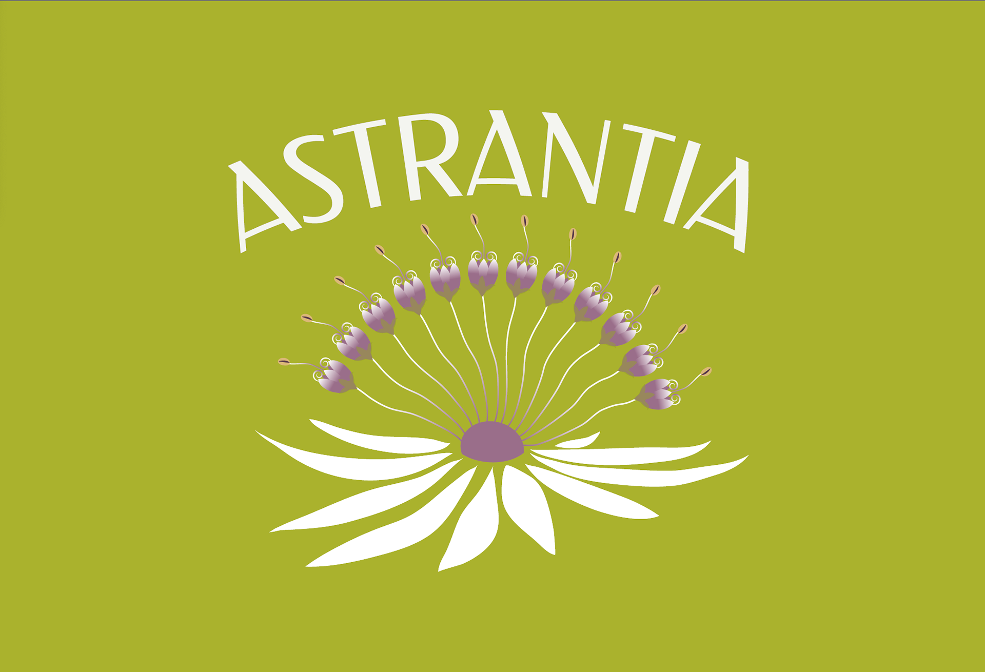 Astrantia - Herboriste