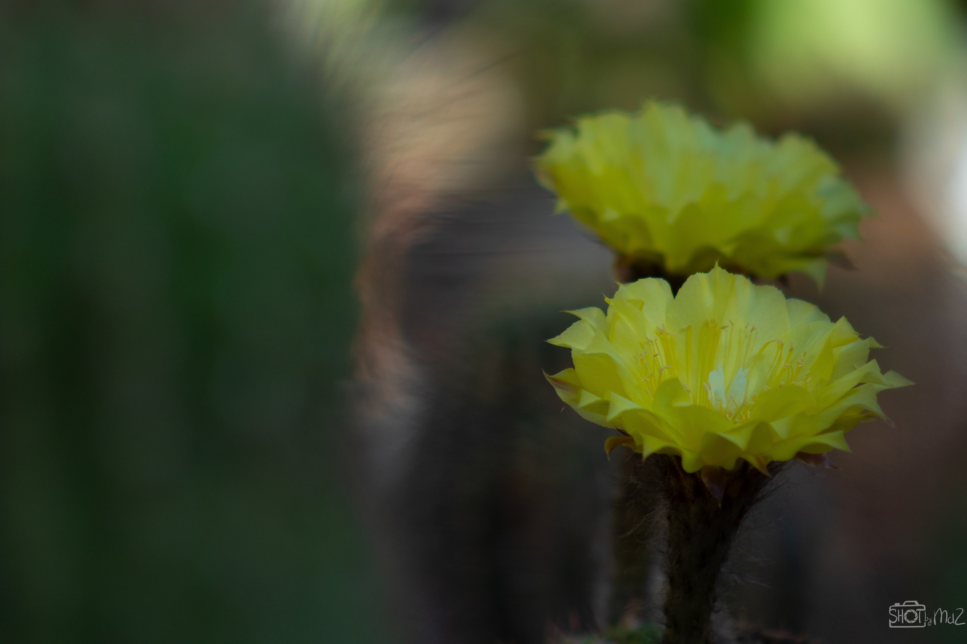 2025 - September - Trompenburg botanische tuin