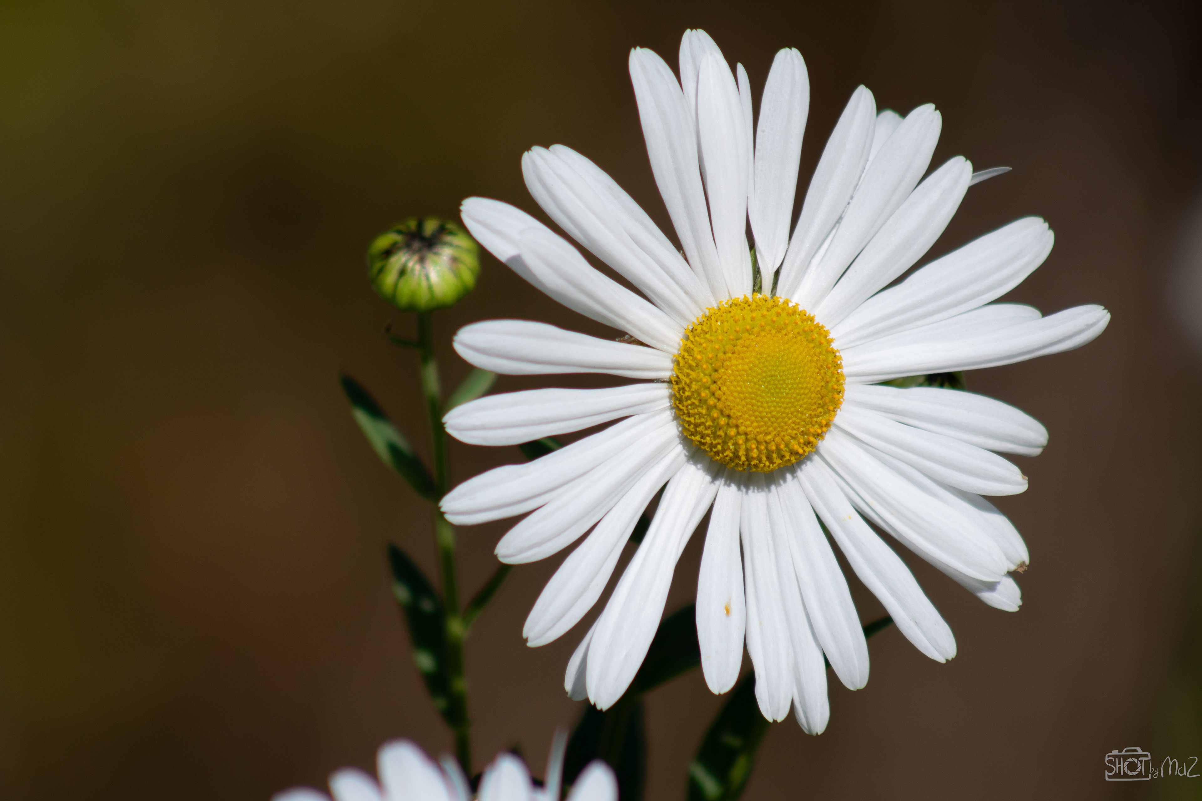 2025 - September - Trompenburg botanische tuin