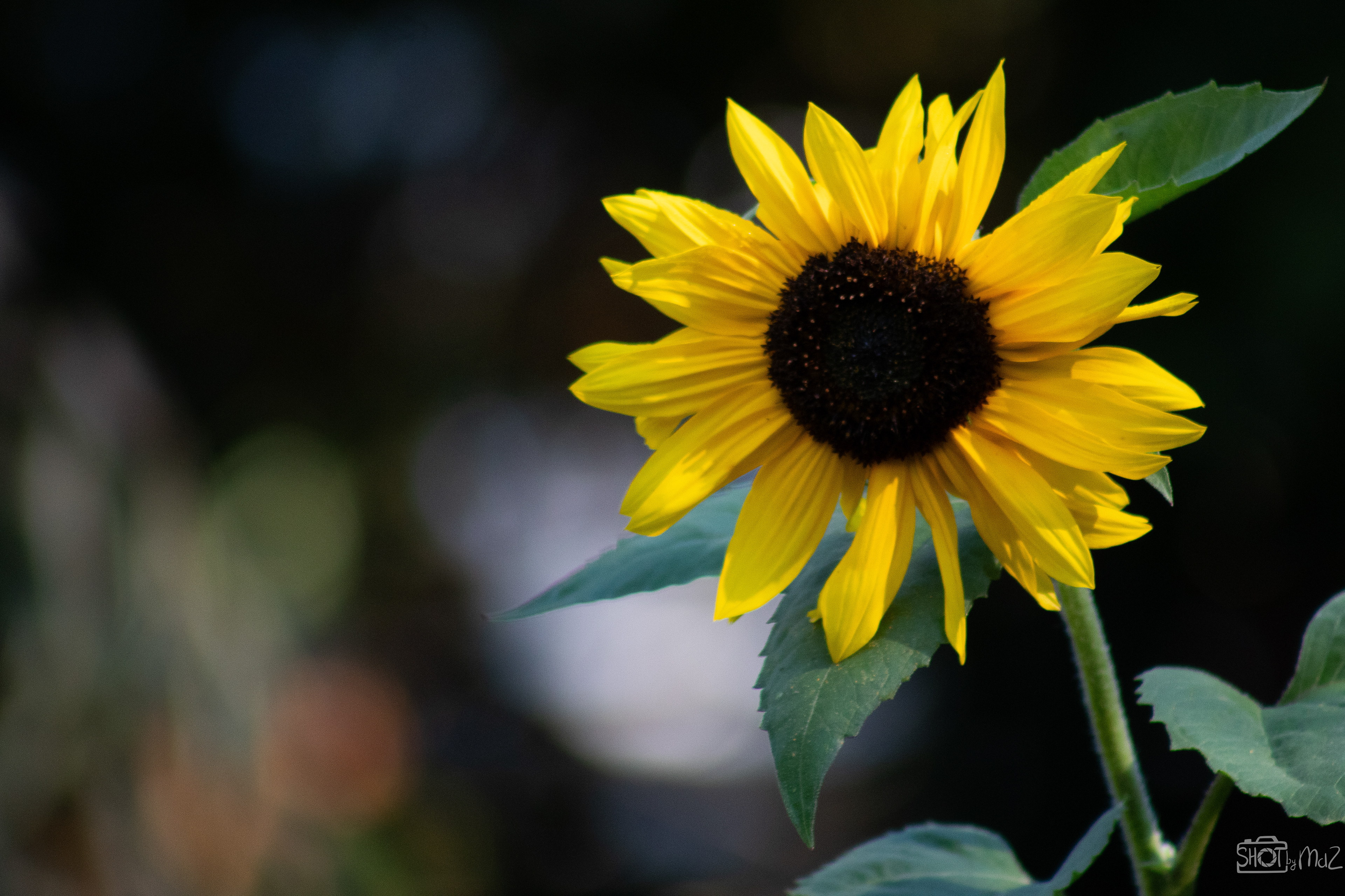 2025 - September - Trompenburg botanische tuin