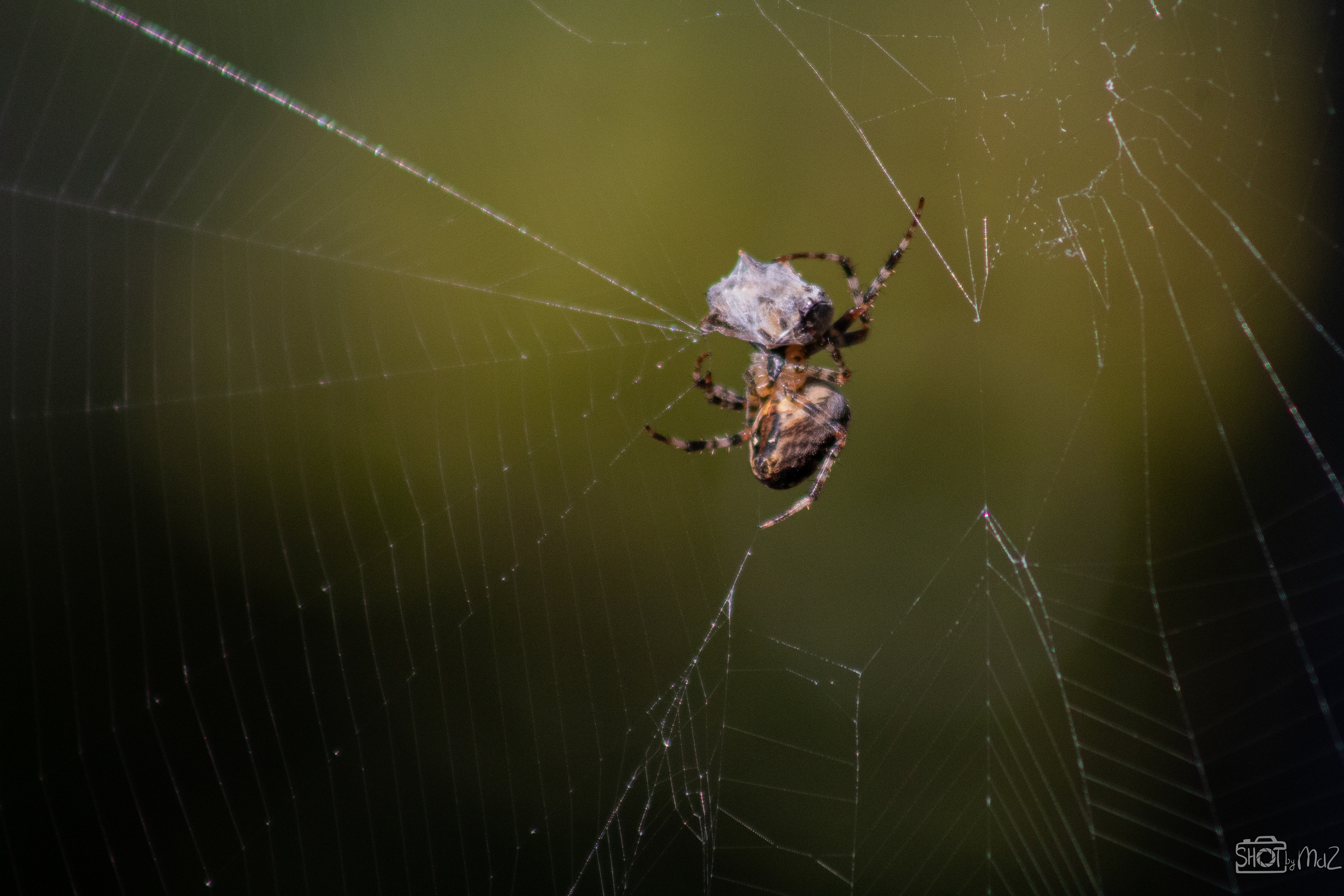 2025 - September - Trompenburg botanische tuin