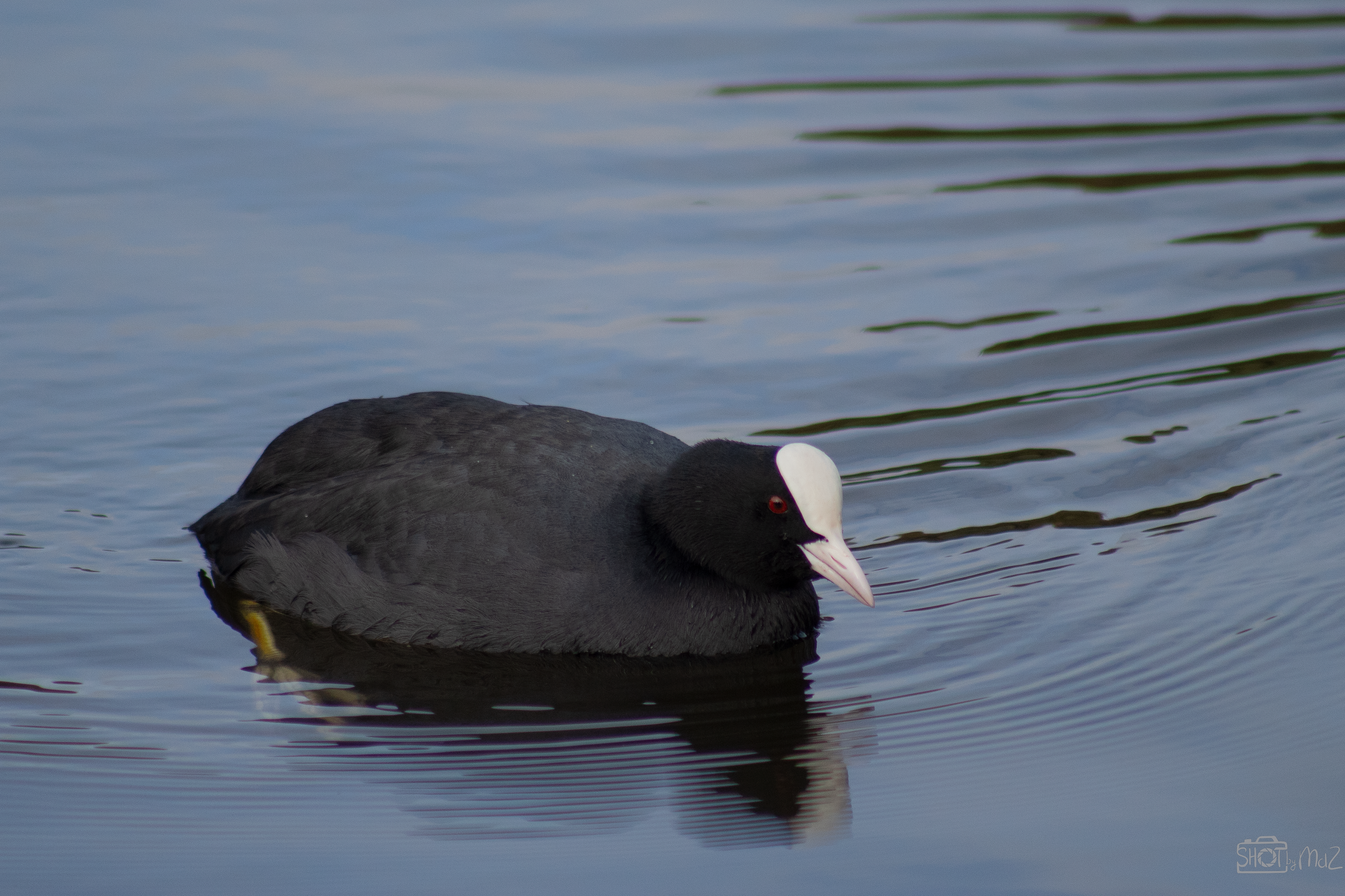 2025 - Oktober - Schollebos