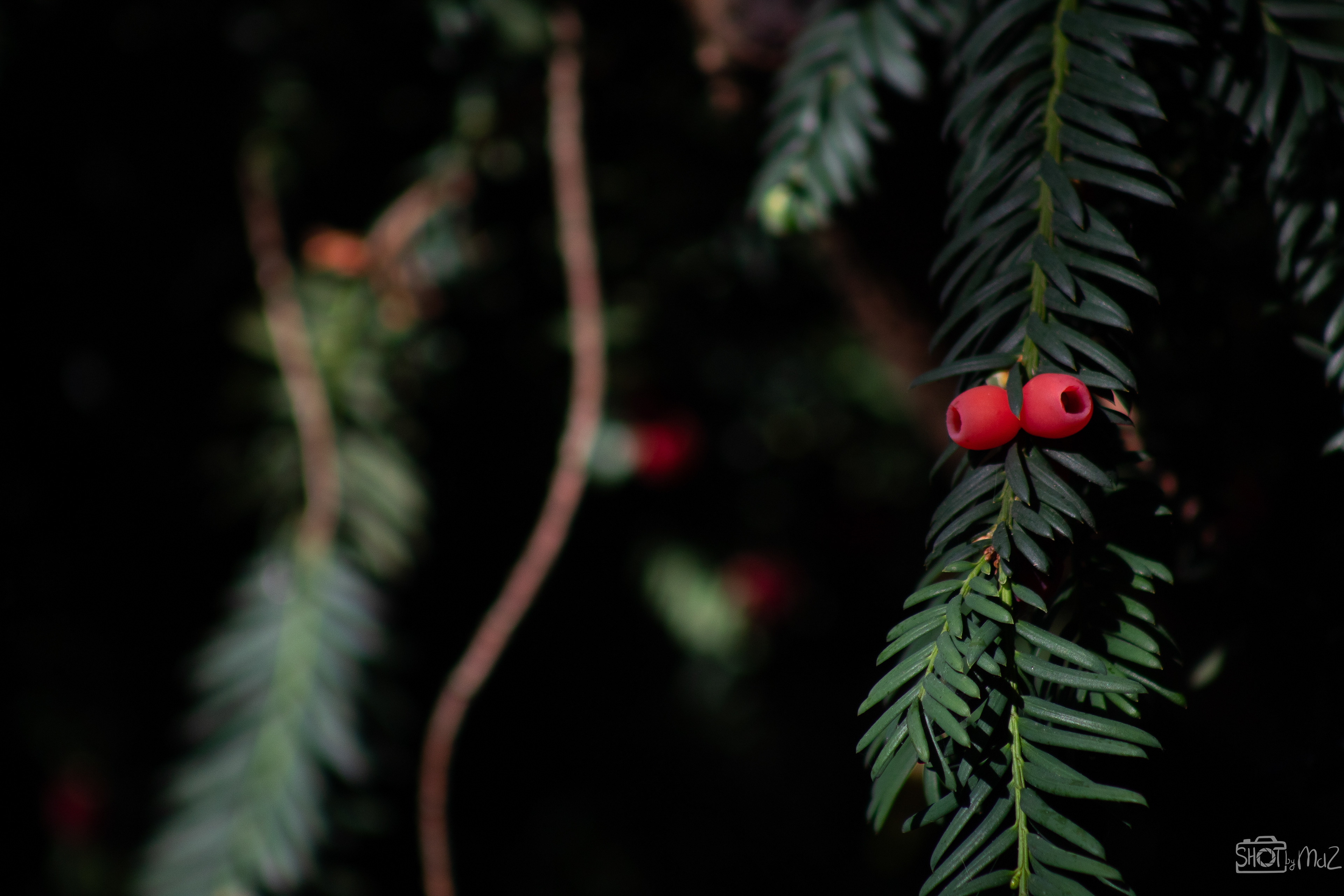 2025 - September - Trompenburg botanische tuin