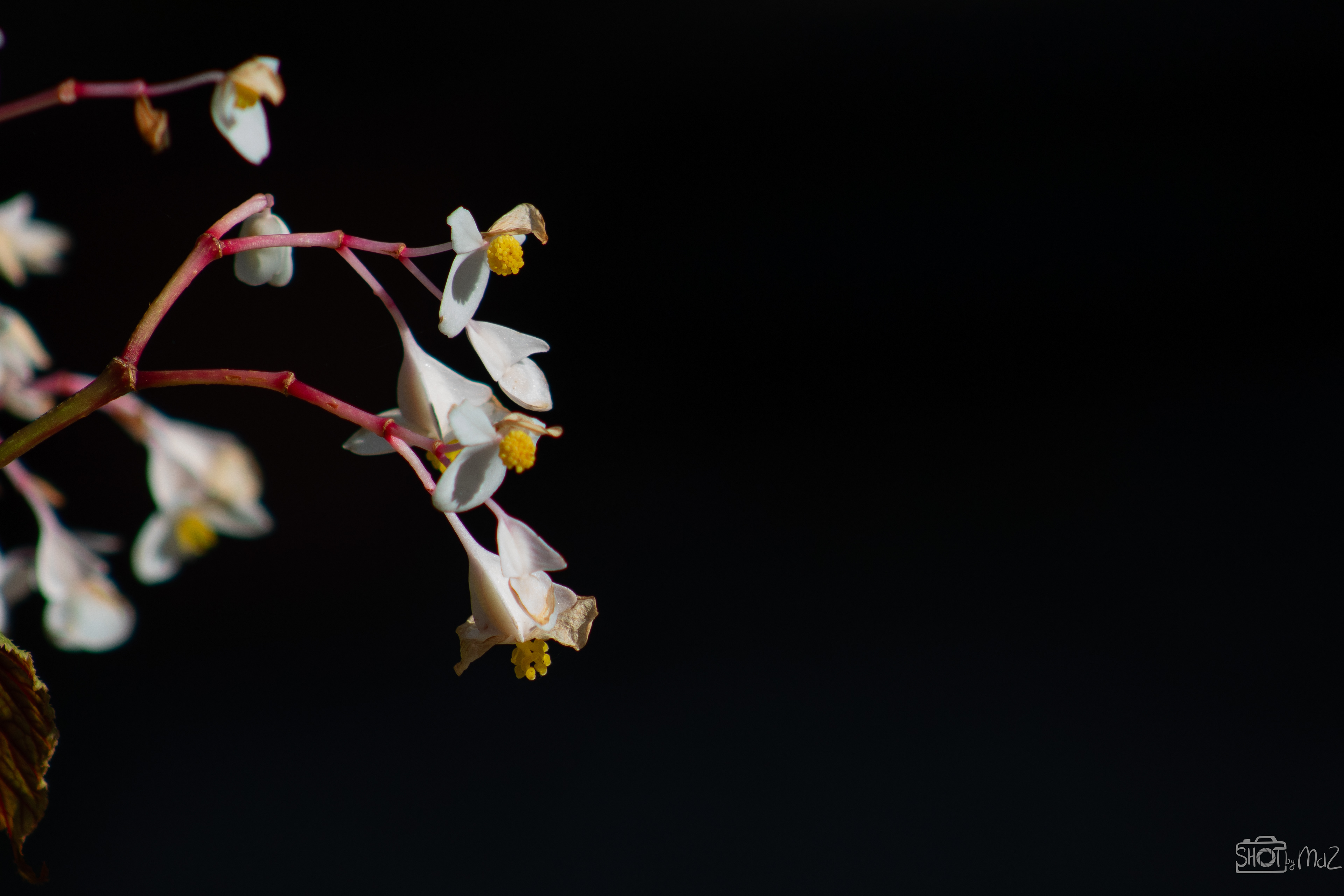 2025 - September - Trompenburg botanische tuin