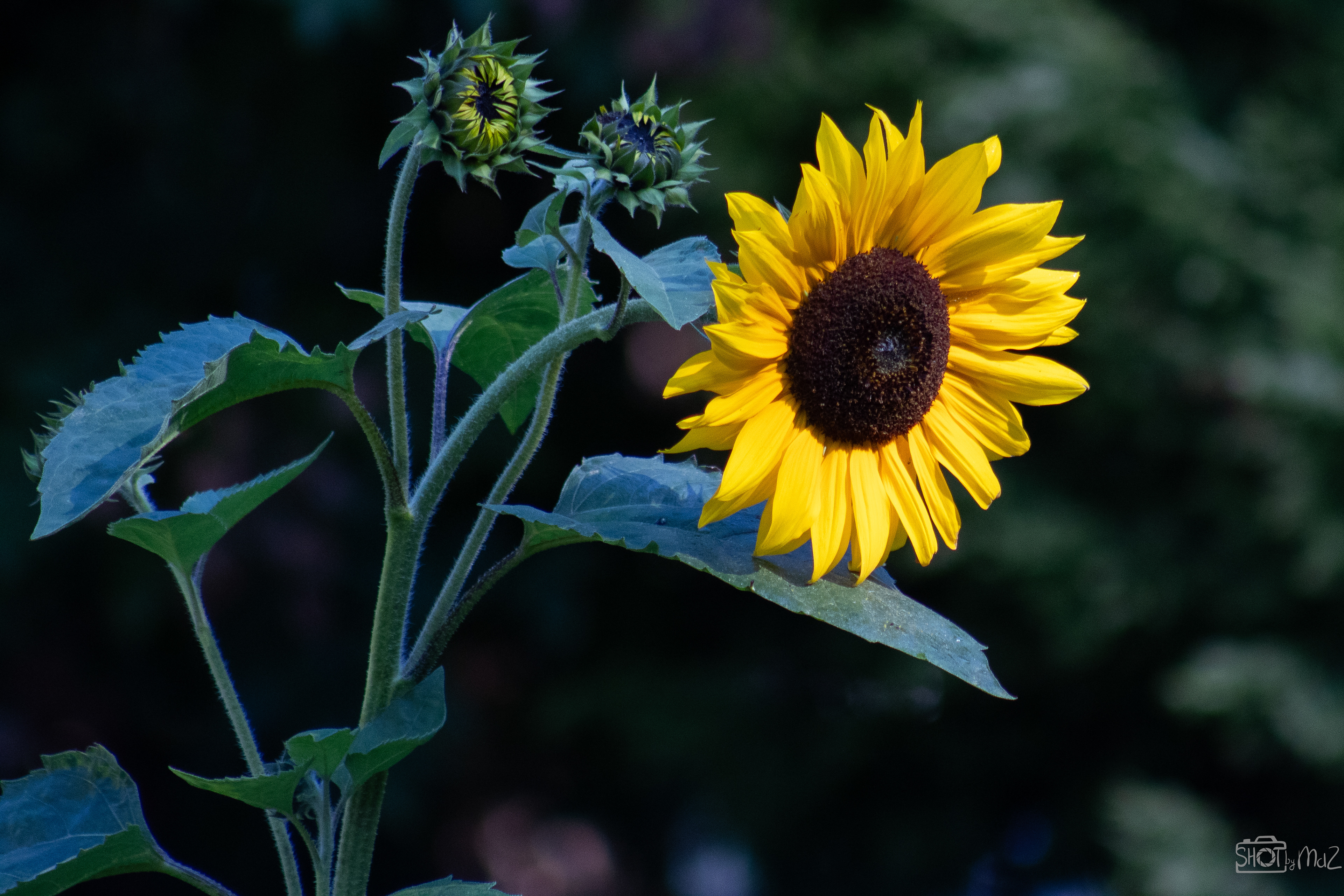 2025 - September - Trompenburg botanische tuin
