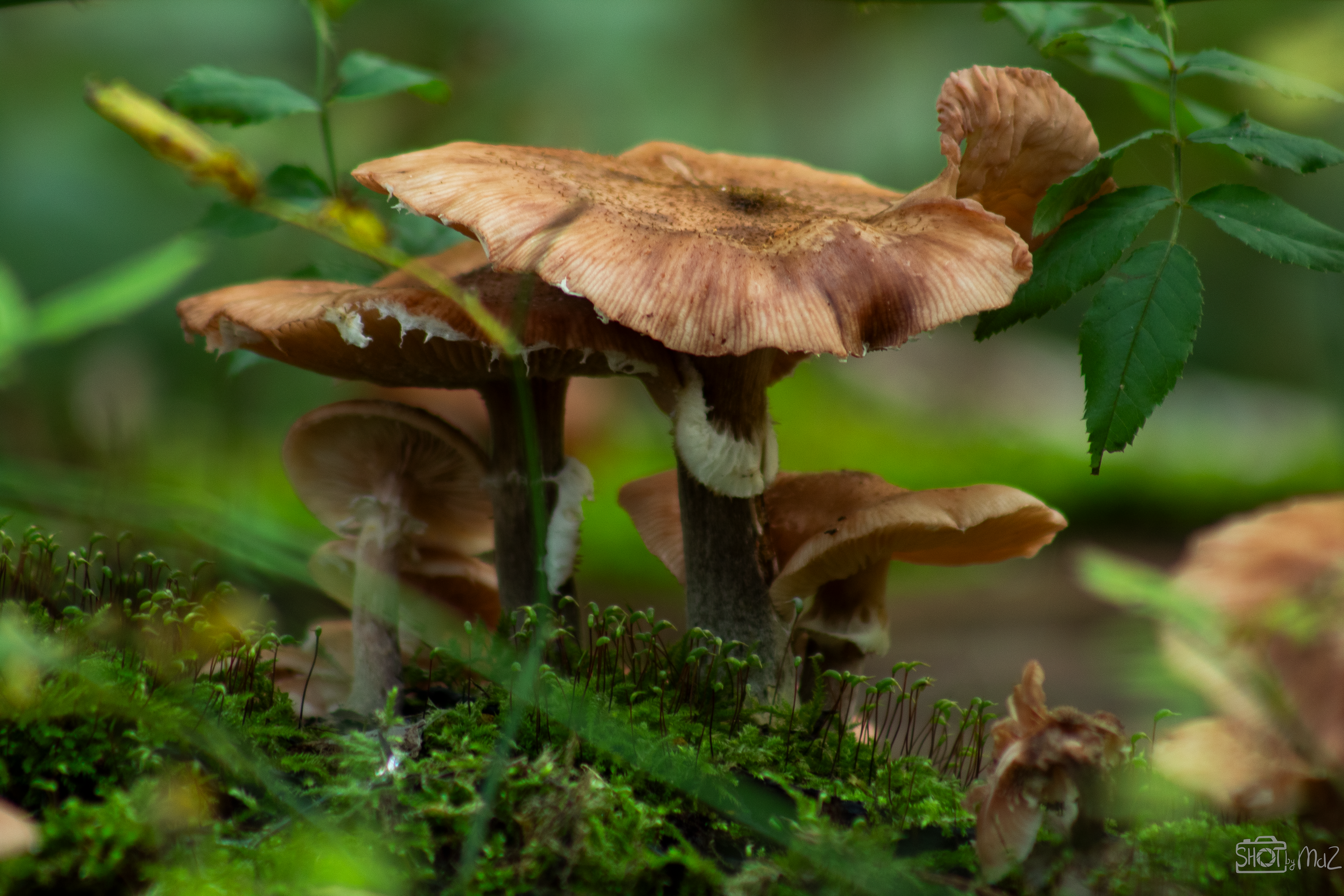 2025 - Oktober - Schollebos