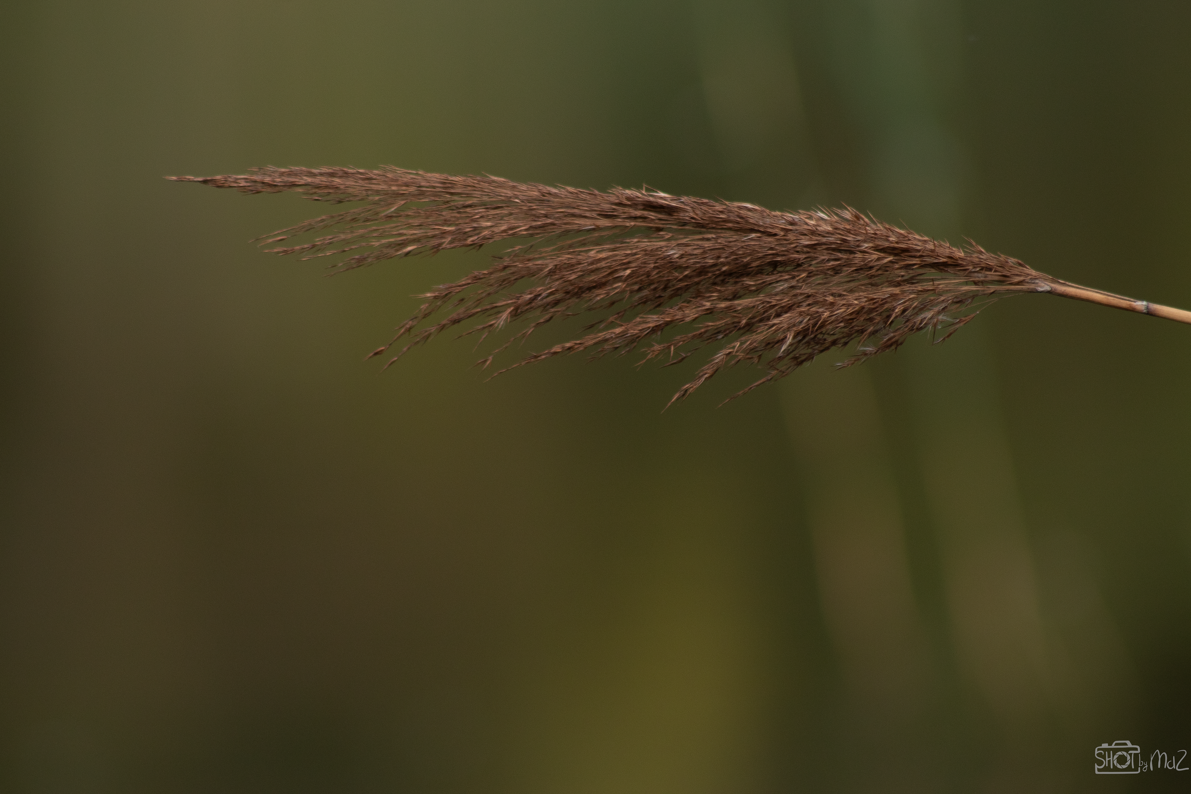 2025 - Oktober - Schollebos