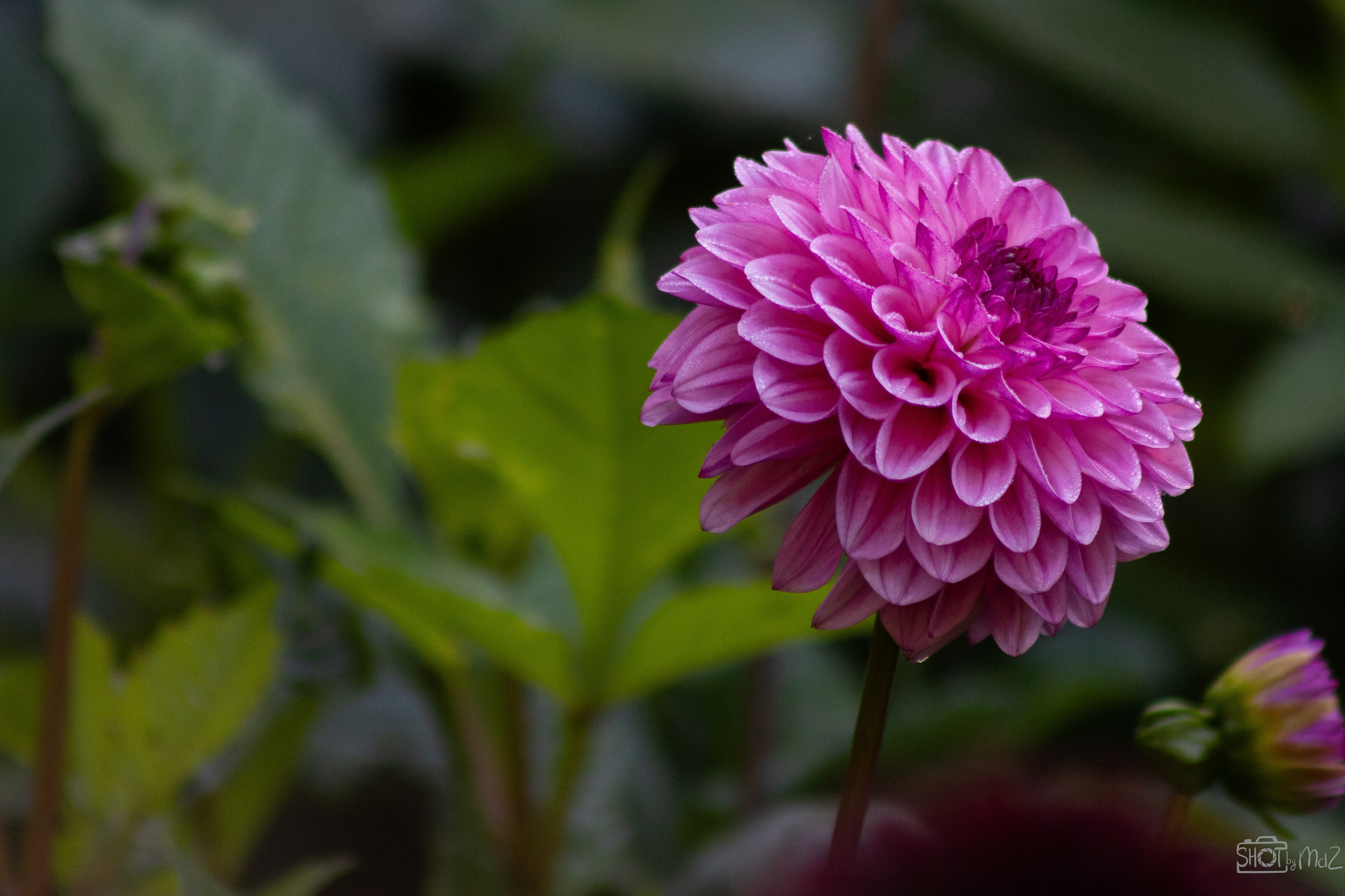 2025 - September - Trompenburg botanische tuin