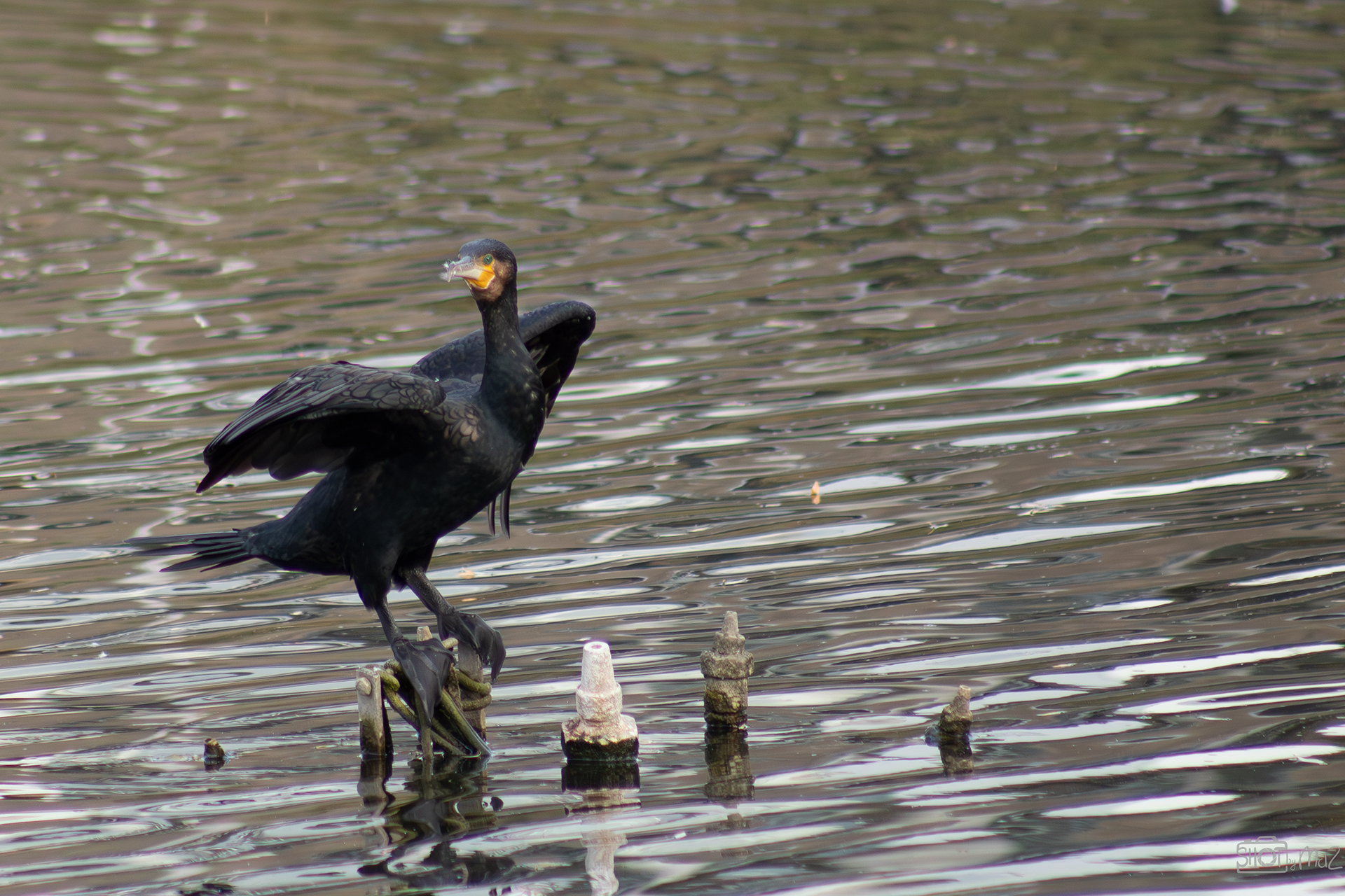 2025 - Oktober - Schollebos