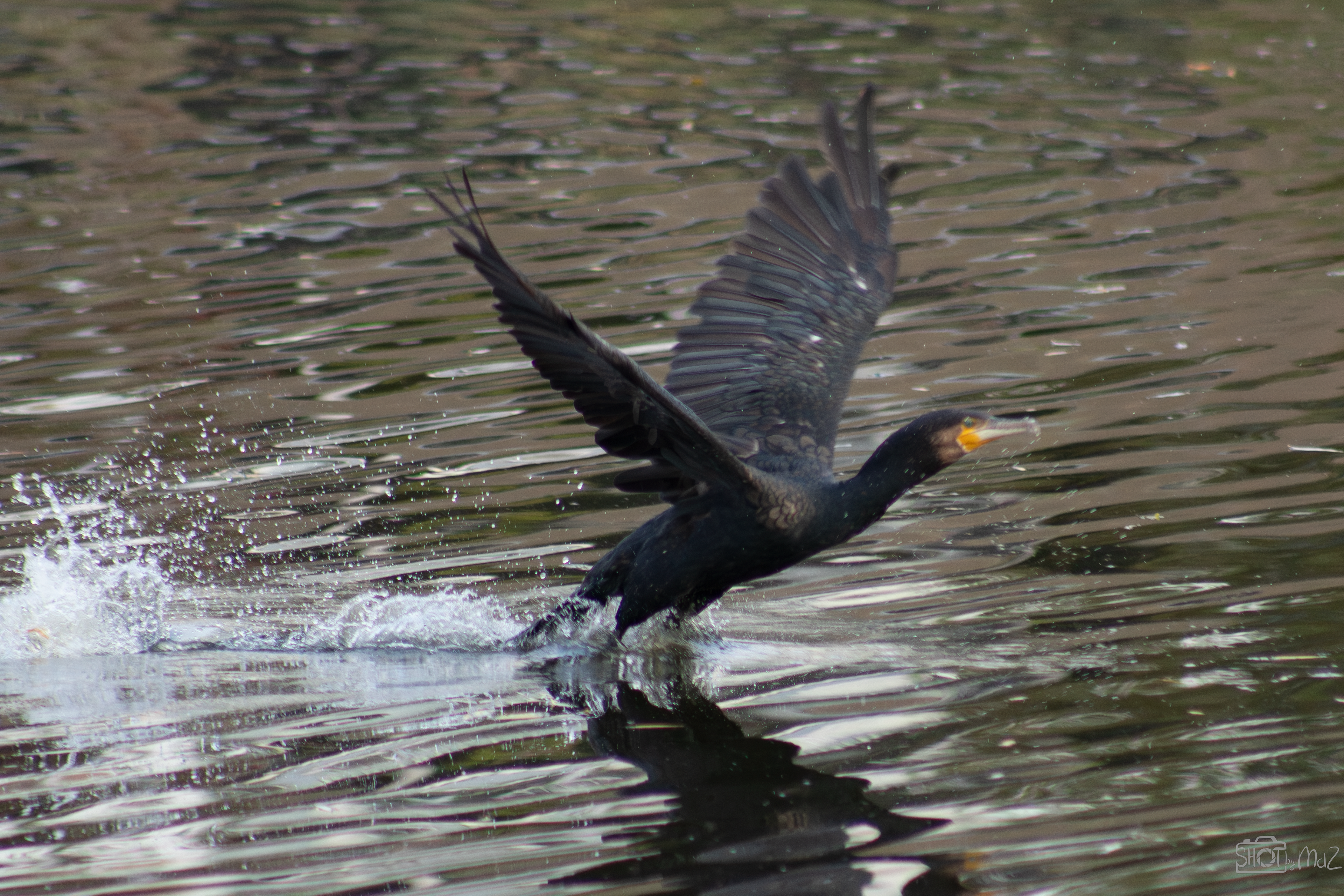 2025 - Oktober - Schollebos