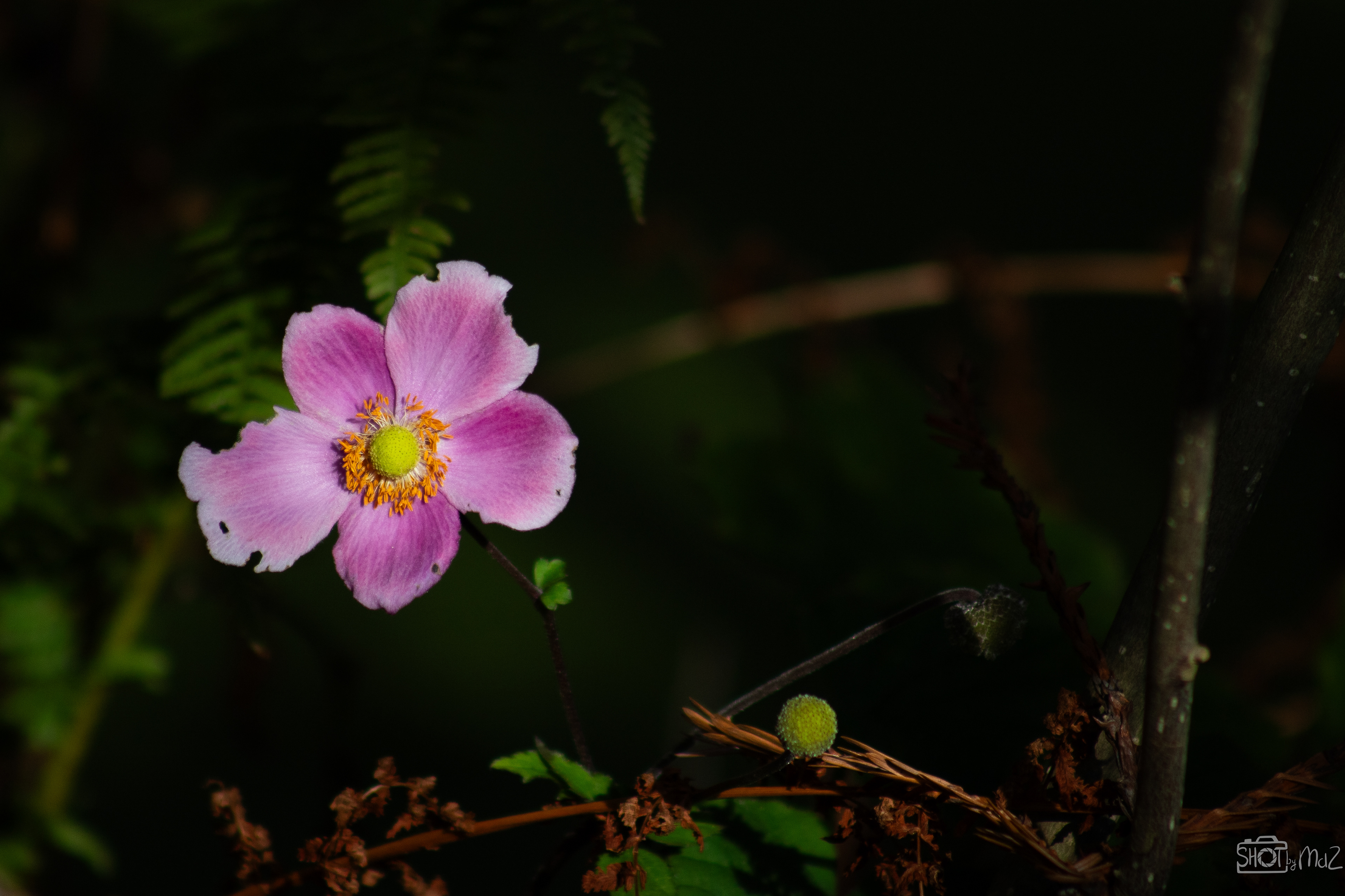 2025 - September - Trompenburg botanische tuin