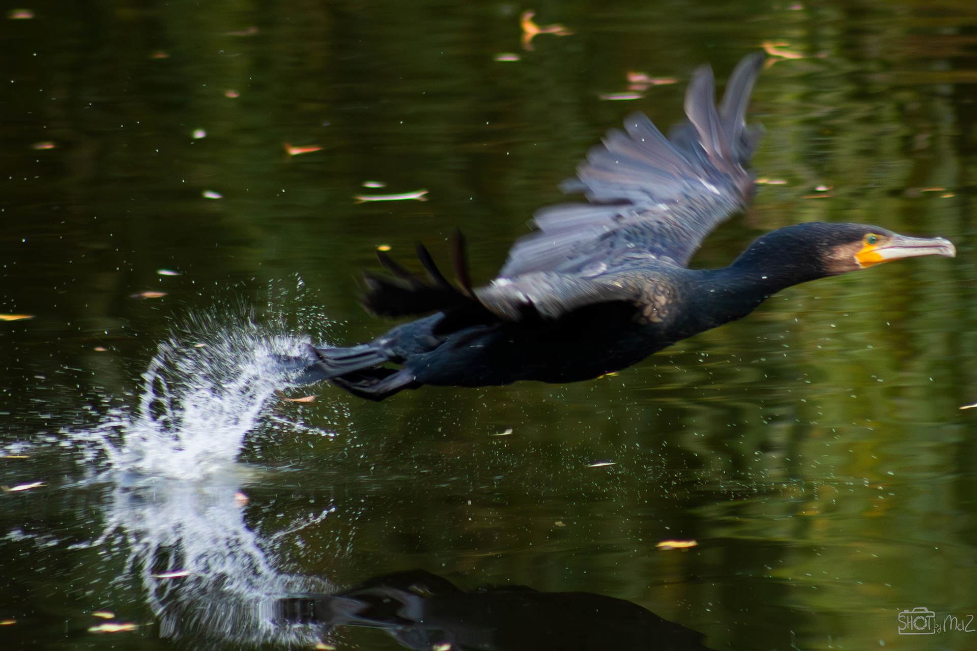 2025 - Oktober - Schollebos