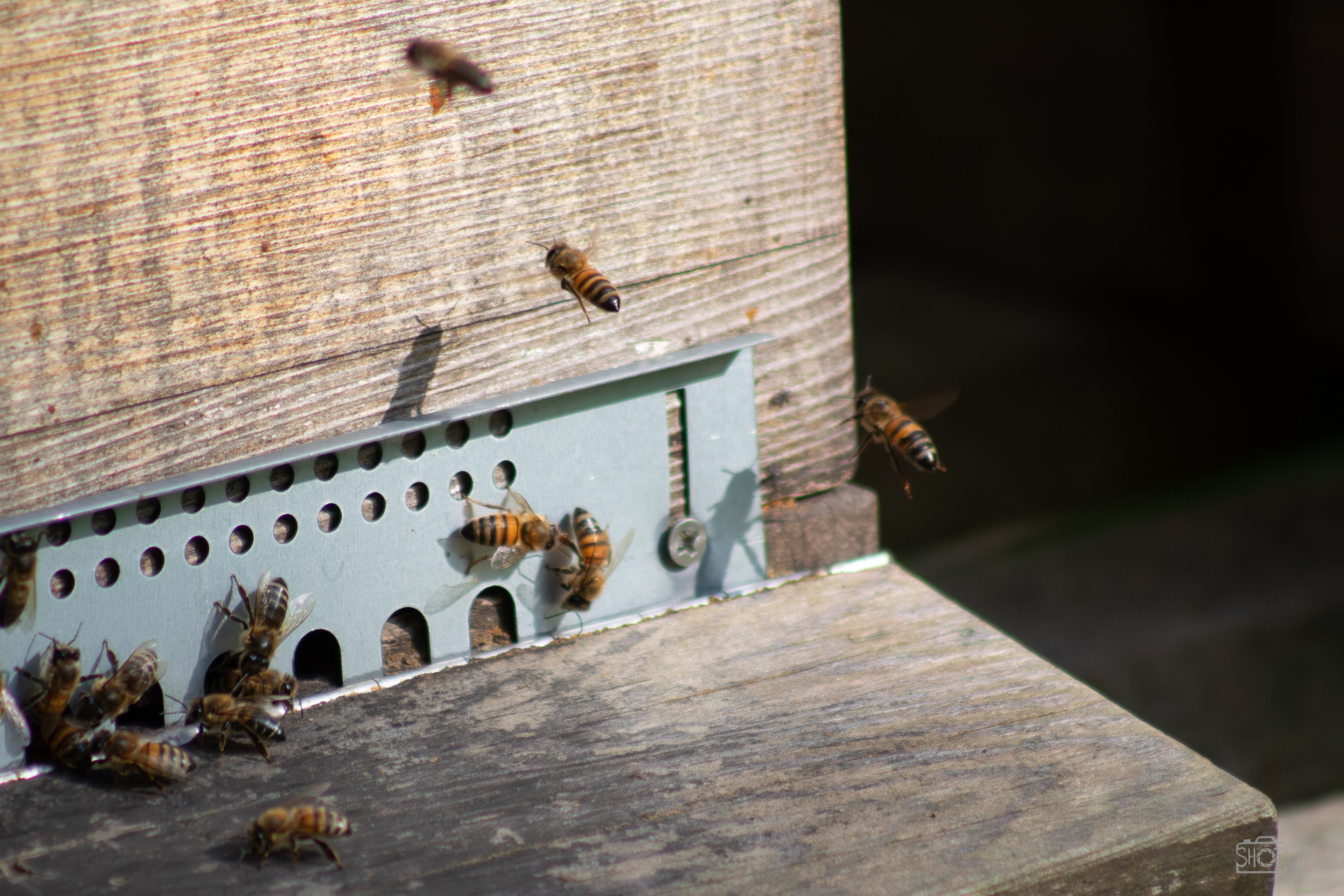 2025 - September - Trompenburg botanische tuin