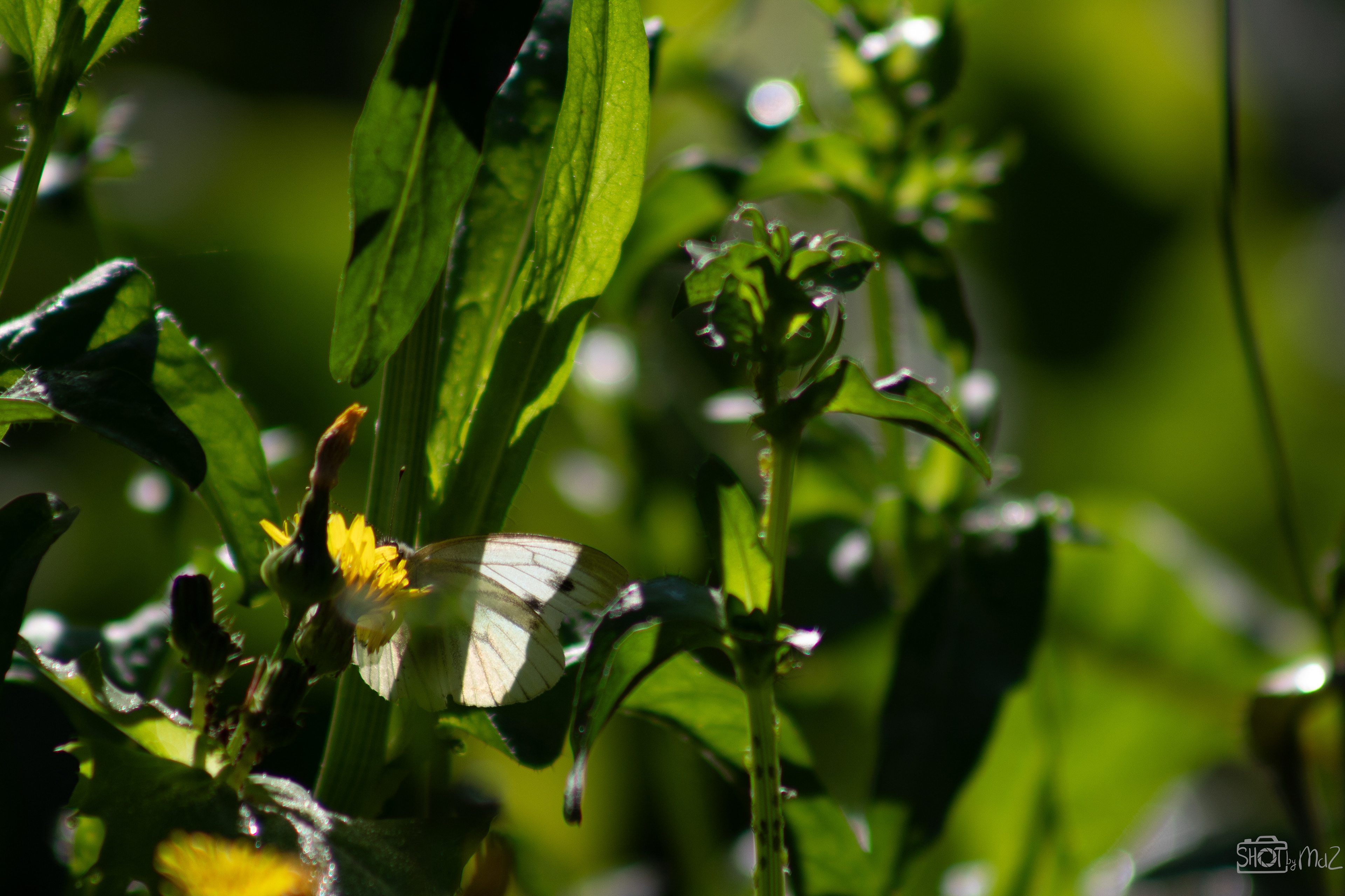 2025 - September - Trompenburg botanische tuin